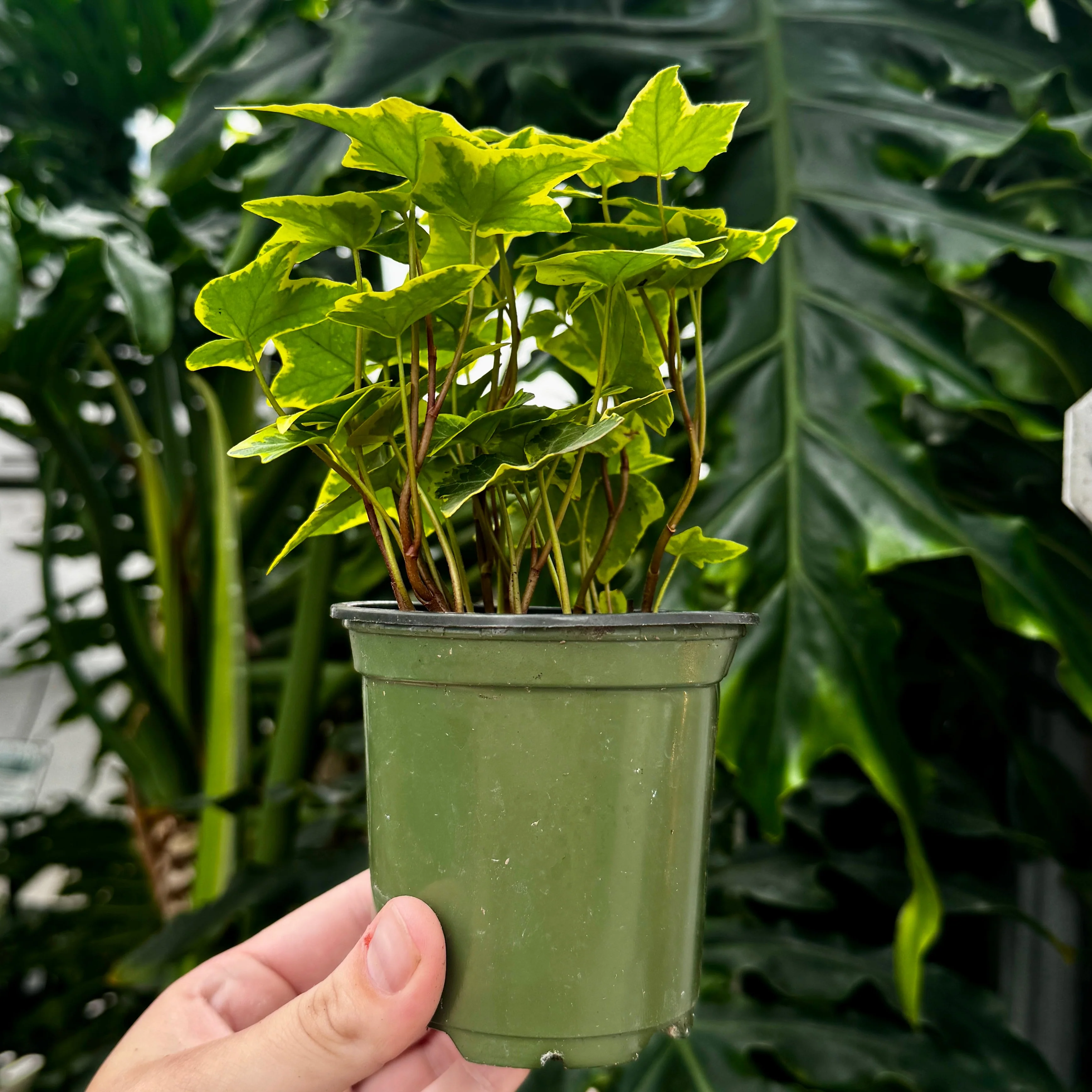 Gold Variegated Ivy | 4" Hedera helix 'Goldchild' - Image 2