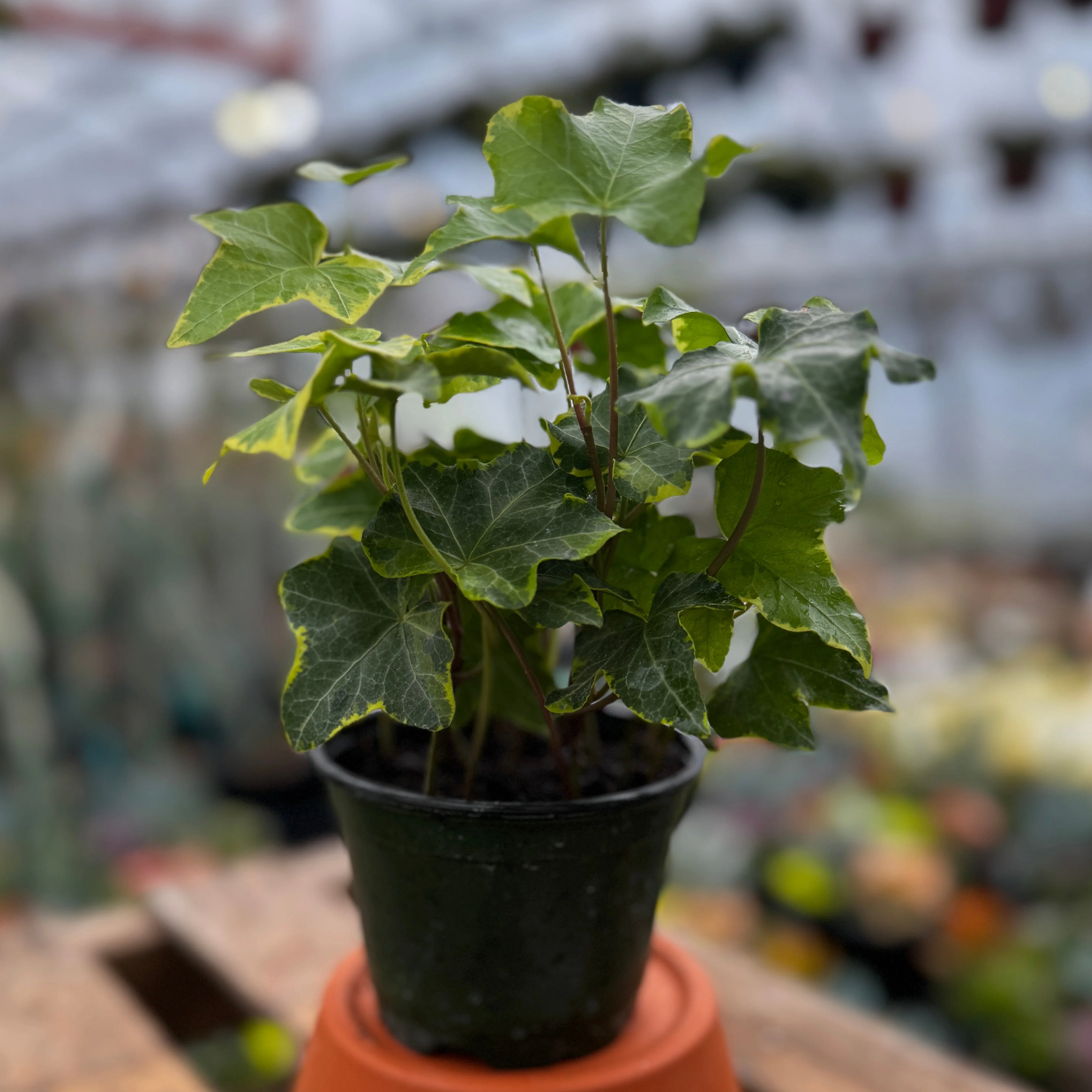Gold Variegated Ivy | 4" Hedera helix 'Goldchild' - Image 3