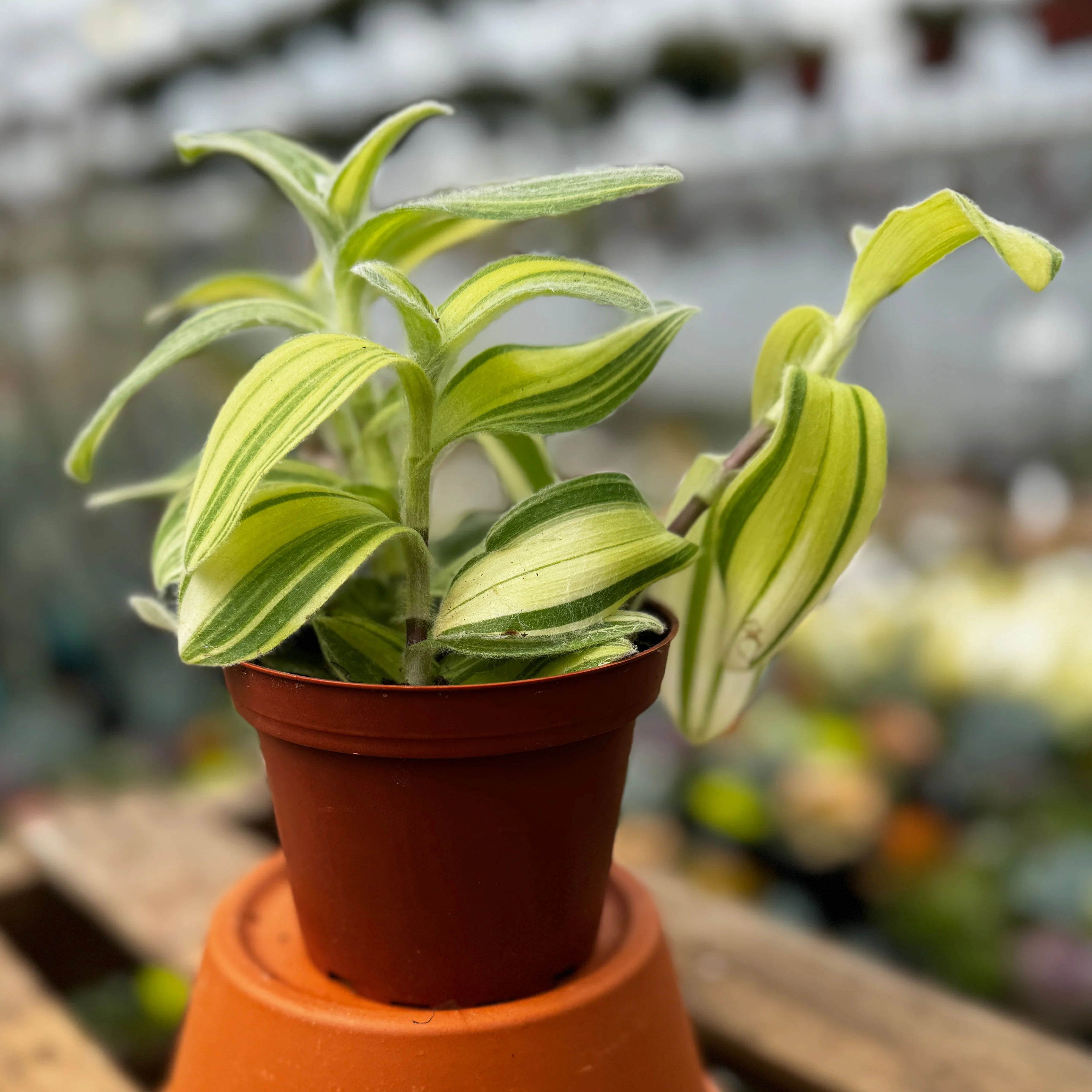 4" Tradescantia Sillamontana Variegated | Wandering Dude