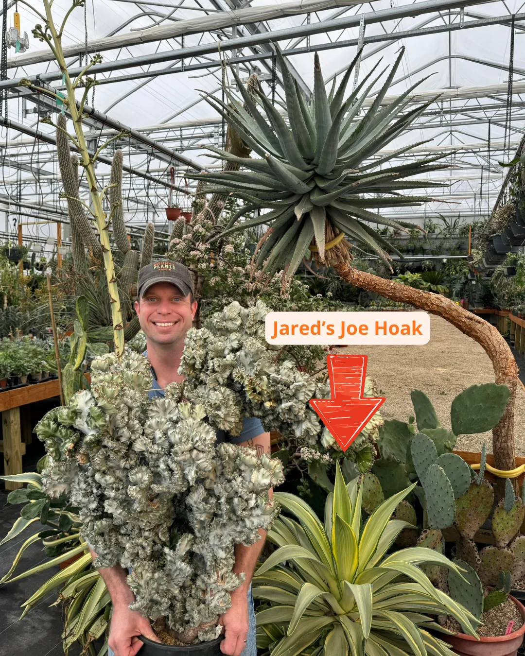 Agave Joe Hoak | Agave Desmetiana 'Joe Hoak' - Image 3