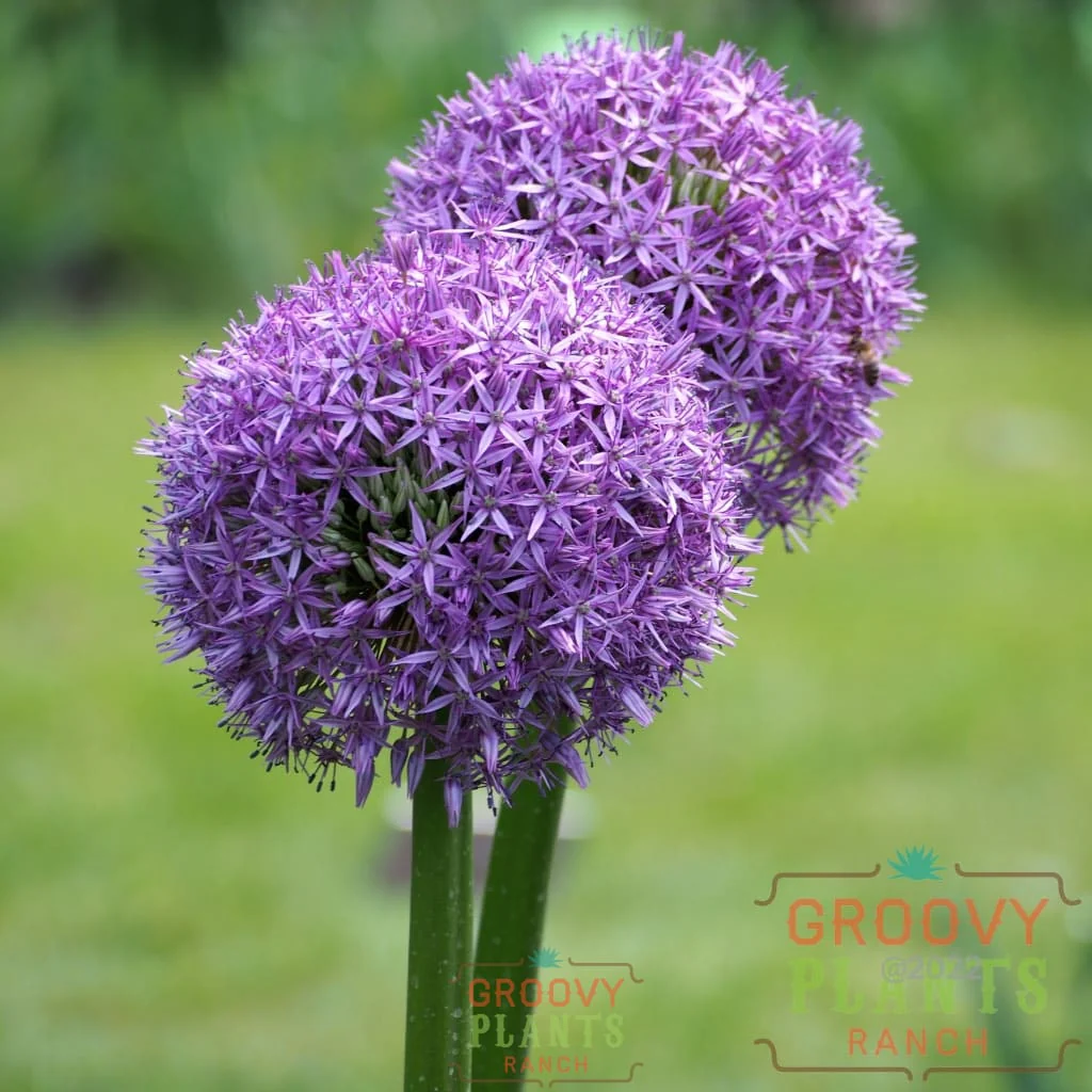 Allium 'Gladiator' - Image 3