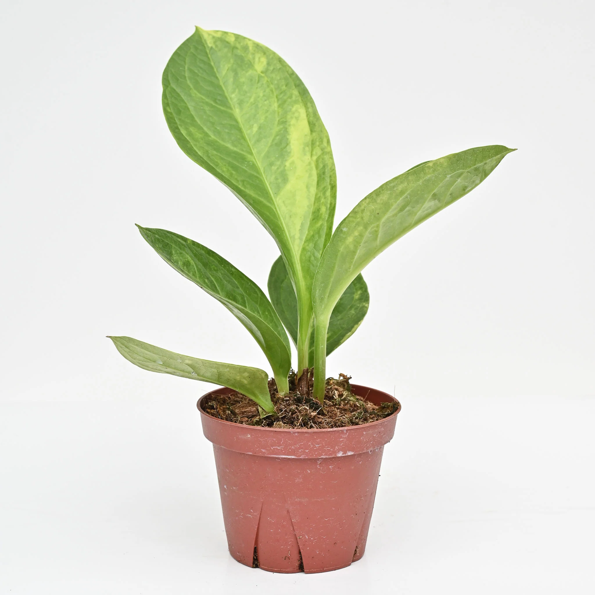 Anthurium Jenmanii Variegated - Image 3