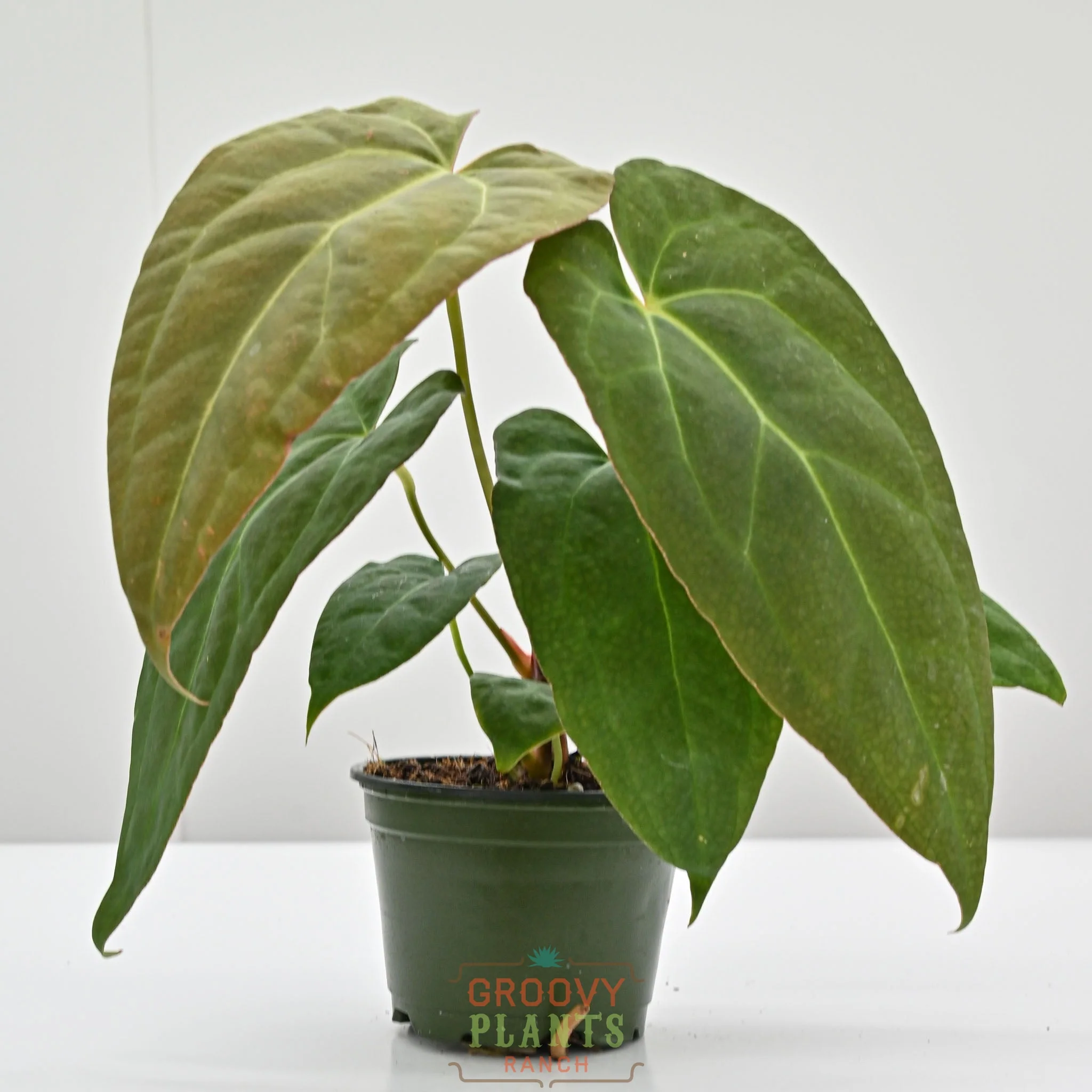 Anthurium red crystal x crystallinum