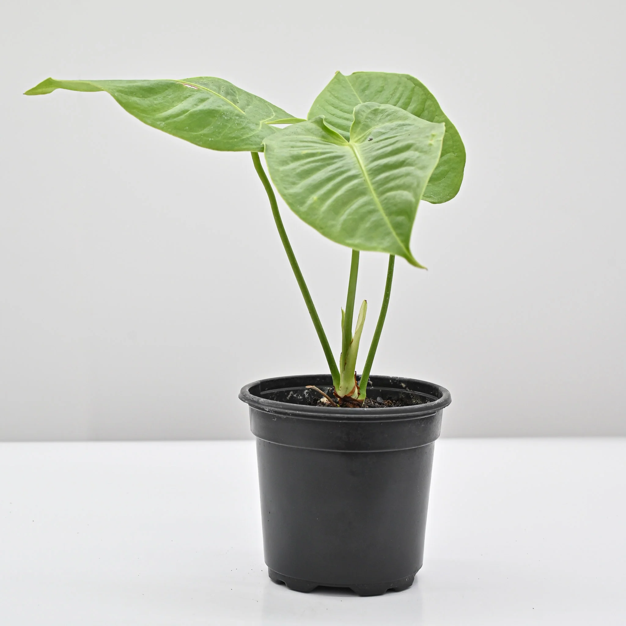 King Anthurium | Anthurium Veitchii