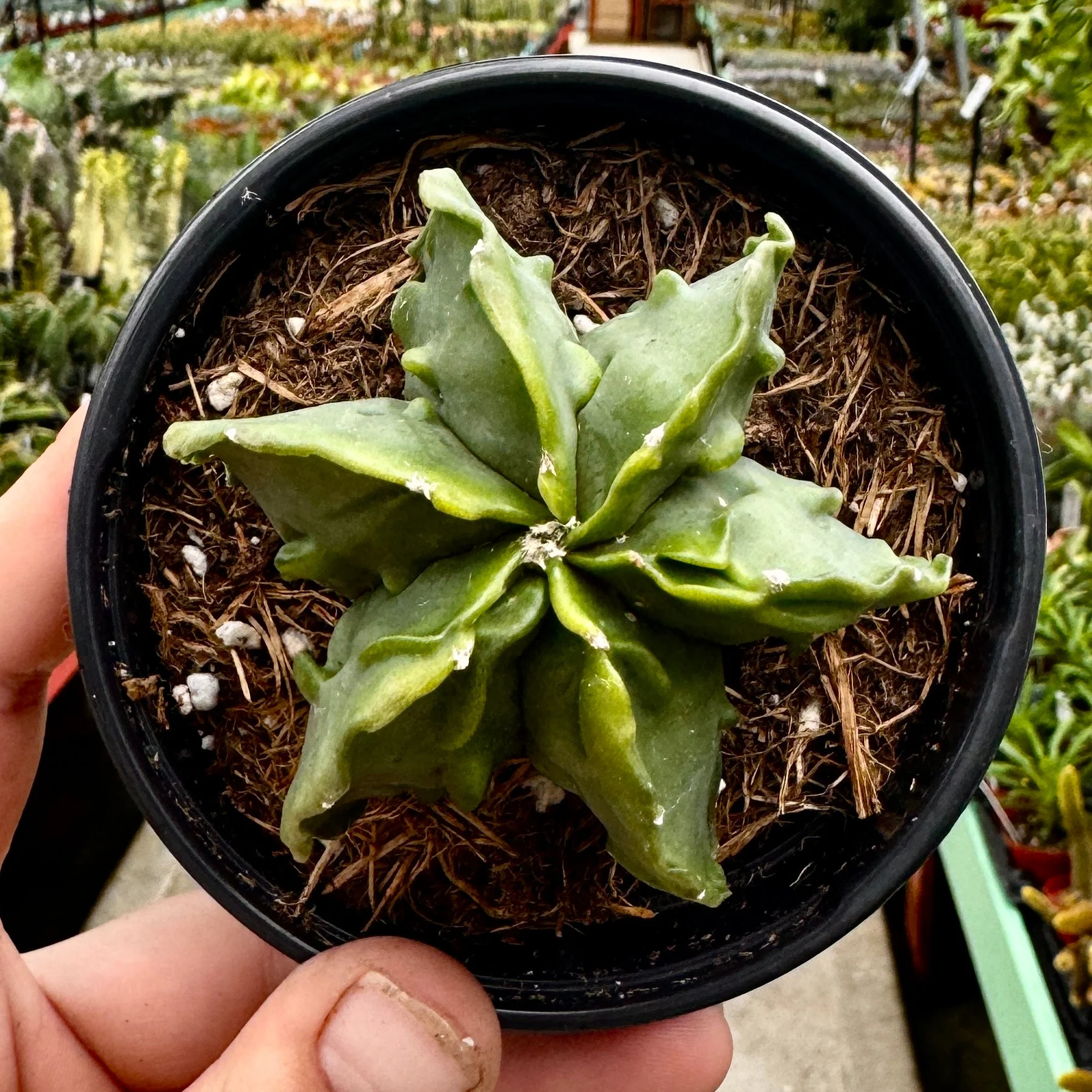 Astrophytum Myriostigma 'Walnut' - Image 3