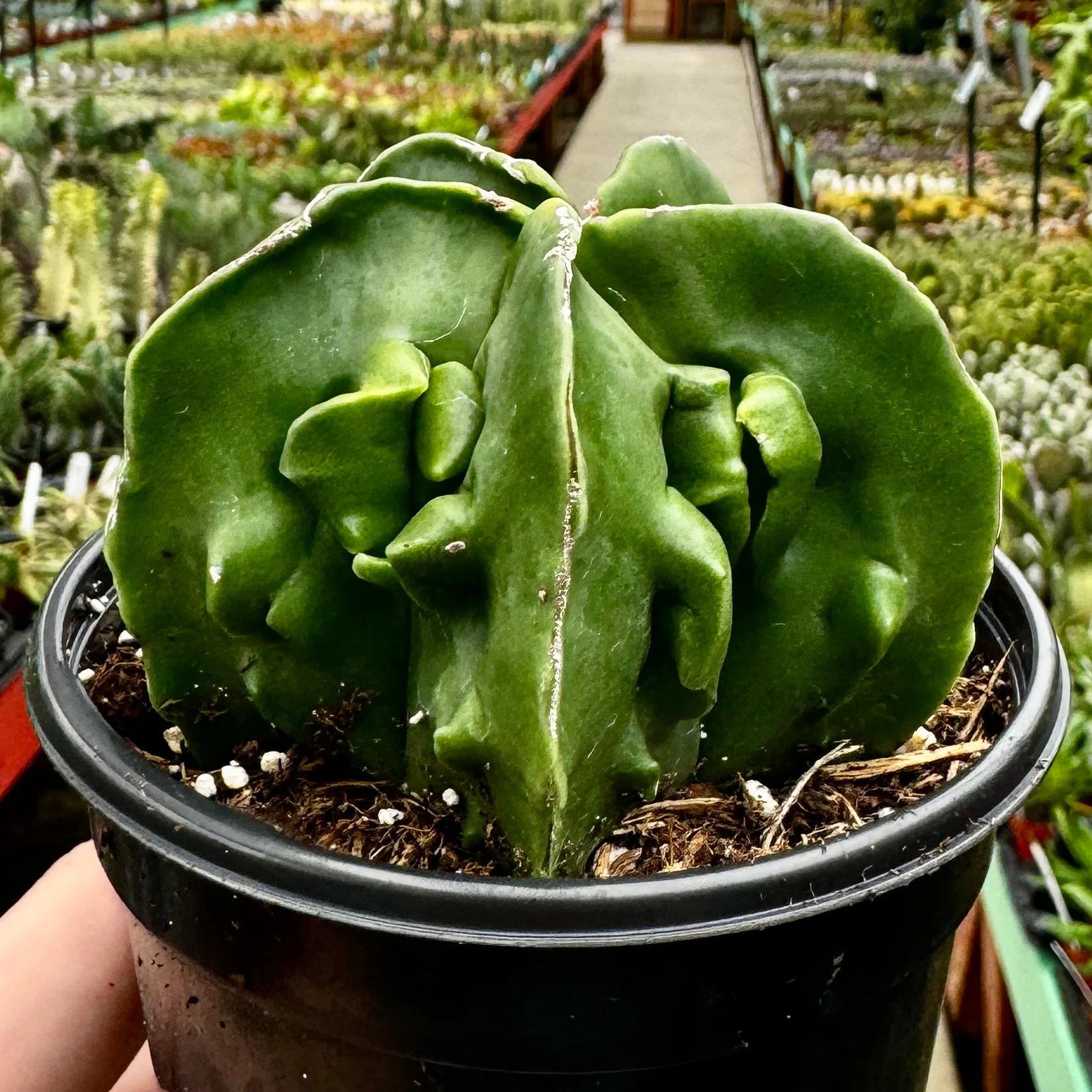 Astrophytum Myriostigma 'Walnut' - Image 4