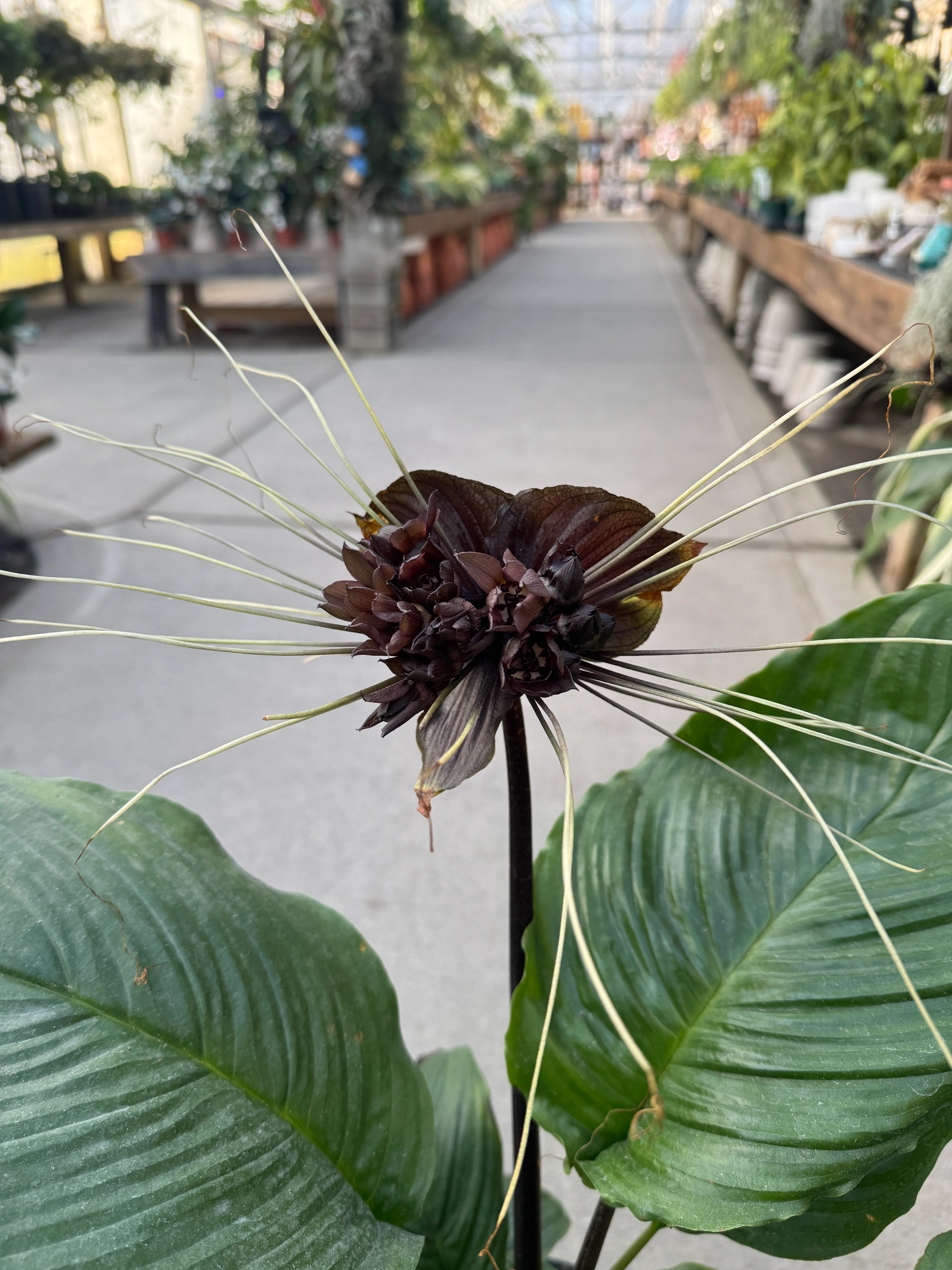 Black Bat Plant | Tacca chantrieri - Image 3