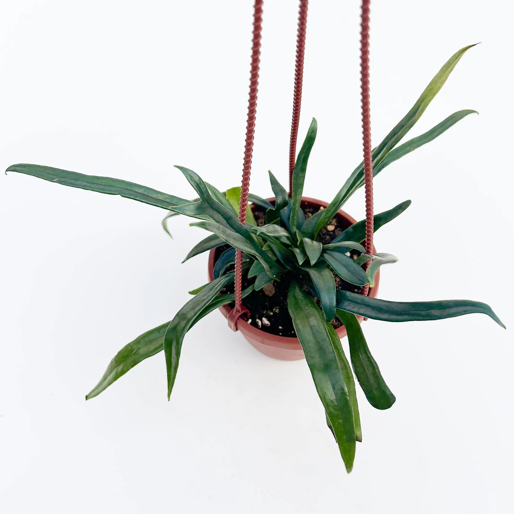 Blue Oil Fern | Microsorum thailandicum