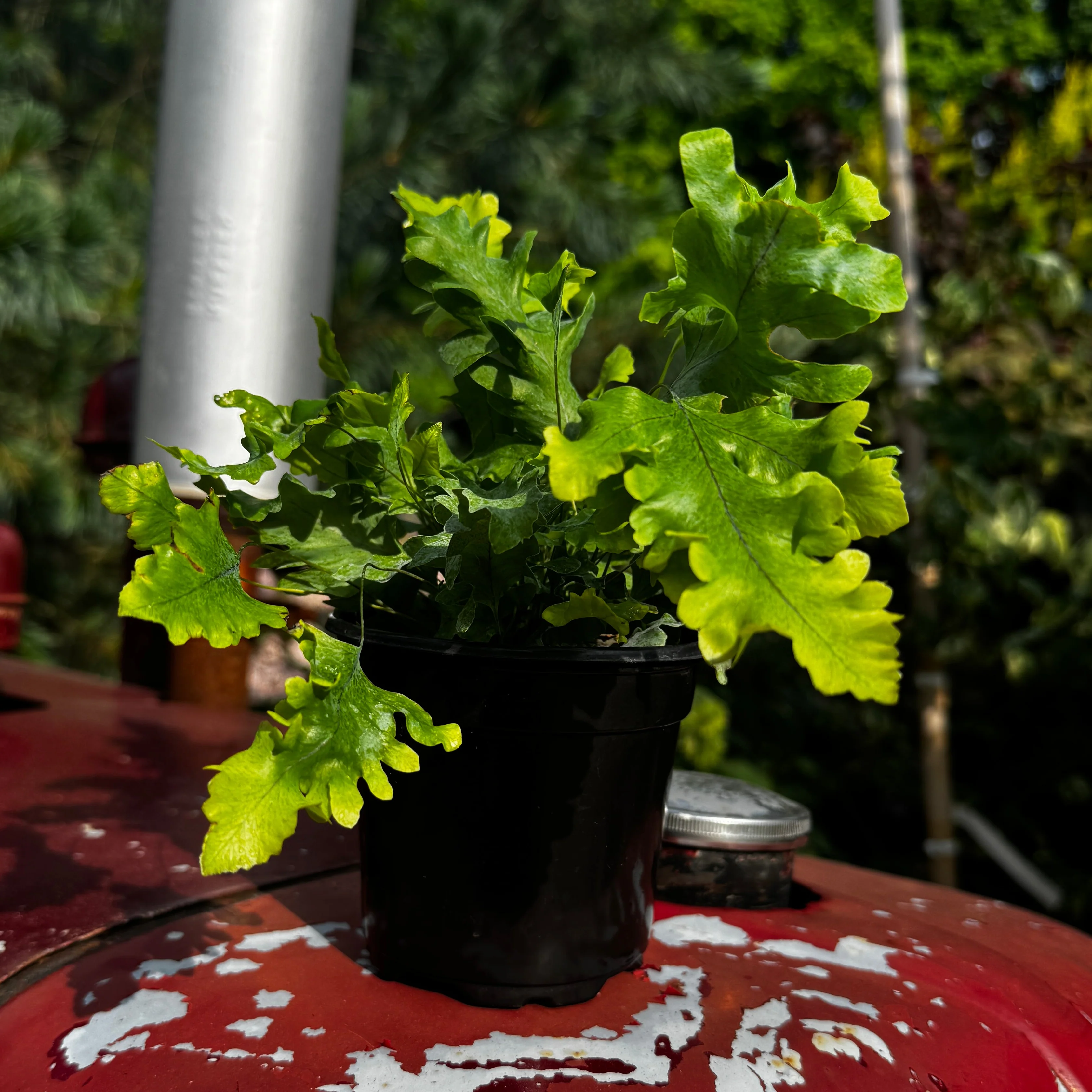 Blue Star 'Davana' Fern | Phlebodium aureum 'Davana' - Image 2