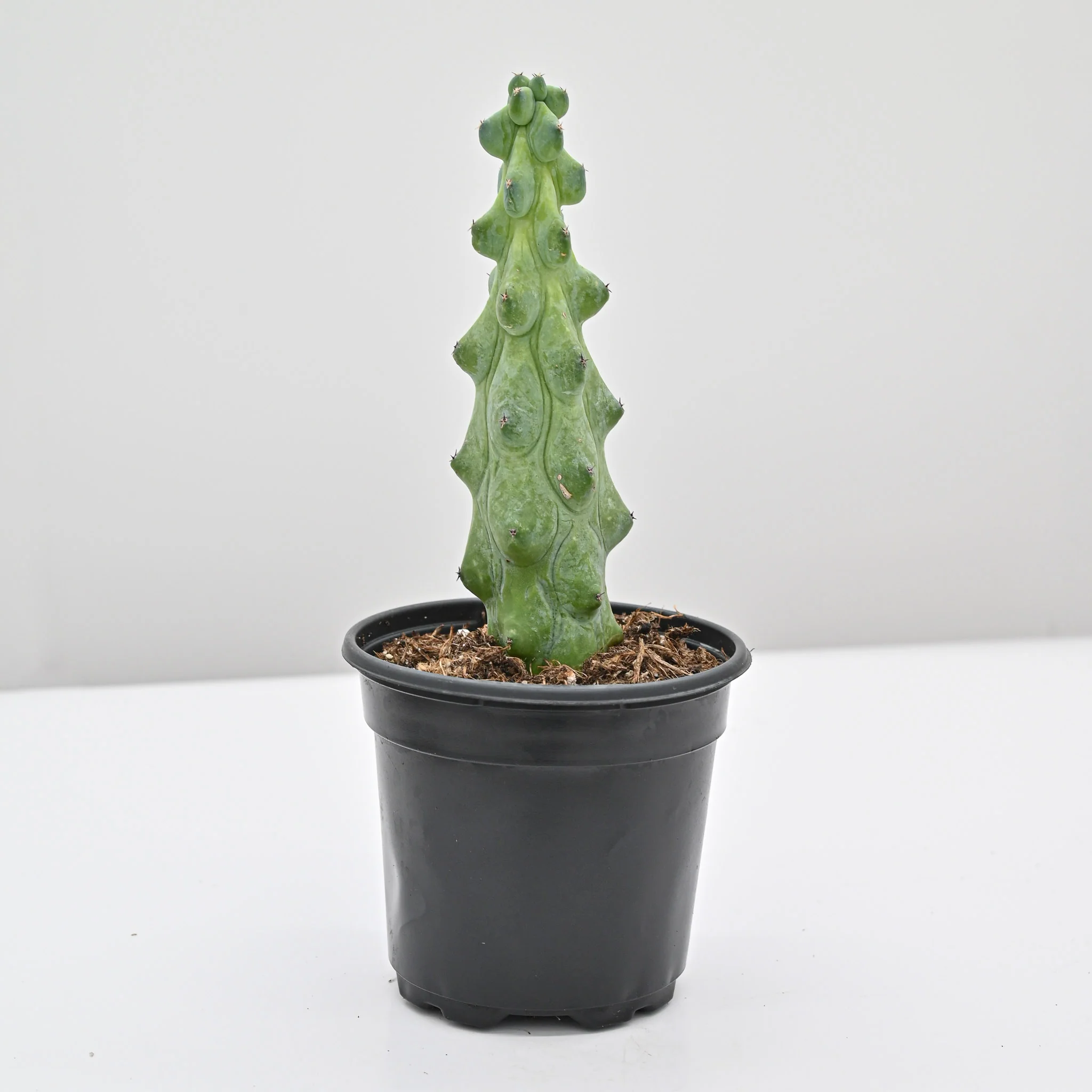 Boobie Cactus | Myrtillocactus geometrizans 'Fukurokuryuzinboku'