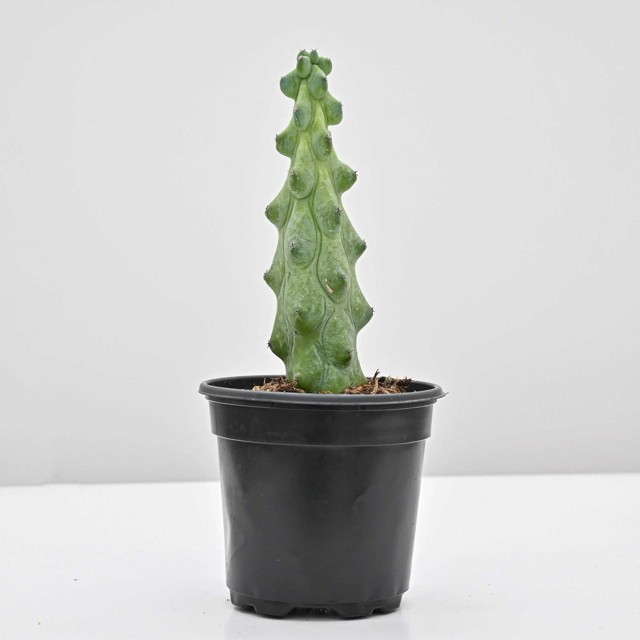 Boobie Cactus | Myrtillocactus geometrizans 'Fukurokuryuzinboku' - Image 2