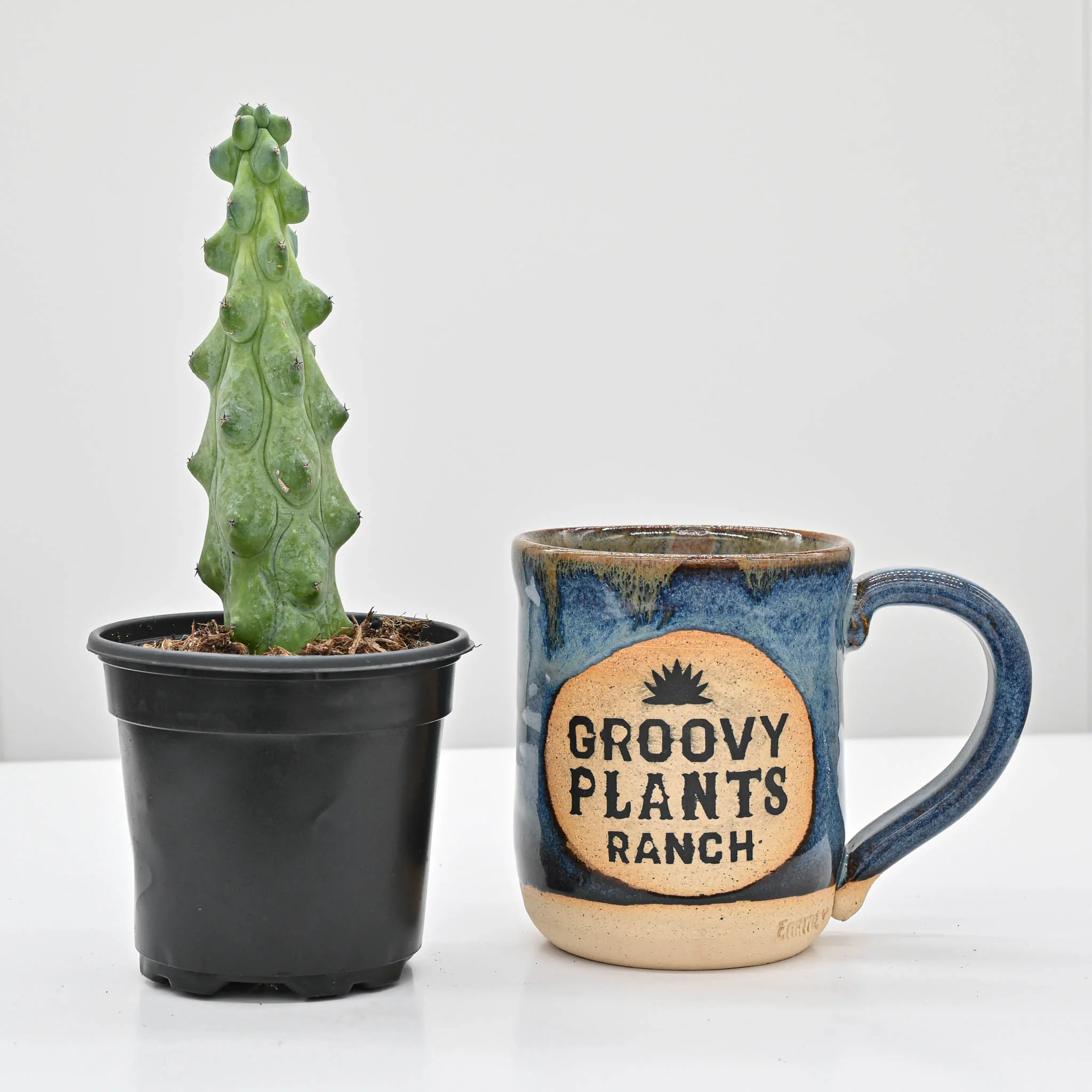 Boobie Cactus | Myrtillocactus geometrizans 'Fukurokuryuzinboku' - Image 3