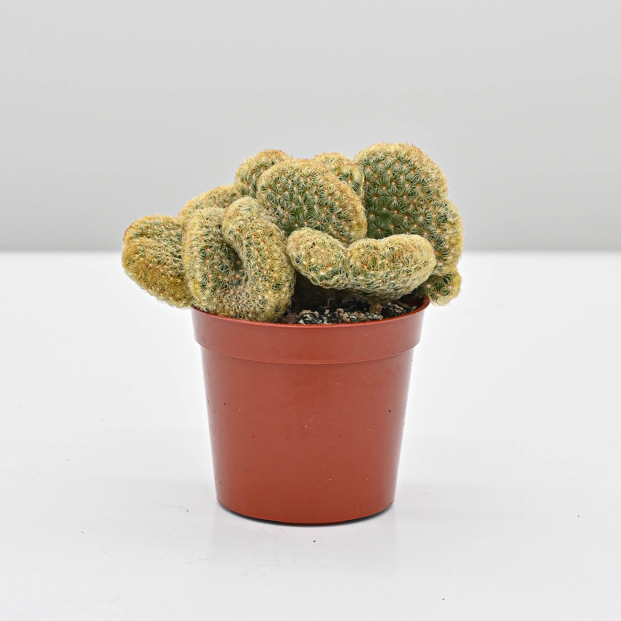 Brain Cactus | Mammillaria elongata cristata - Image 3