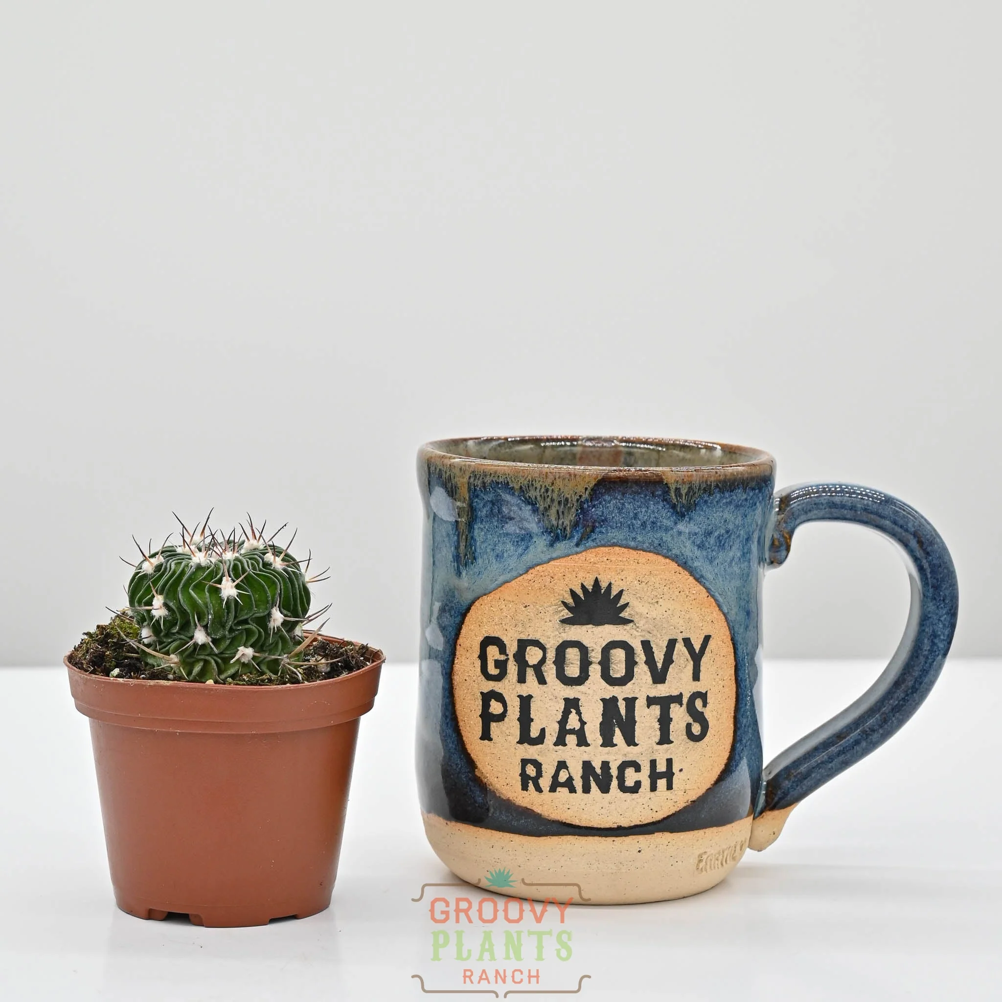 Brain Cactus | Stenocactus Multicostatus