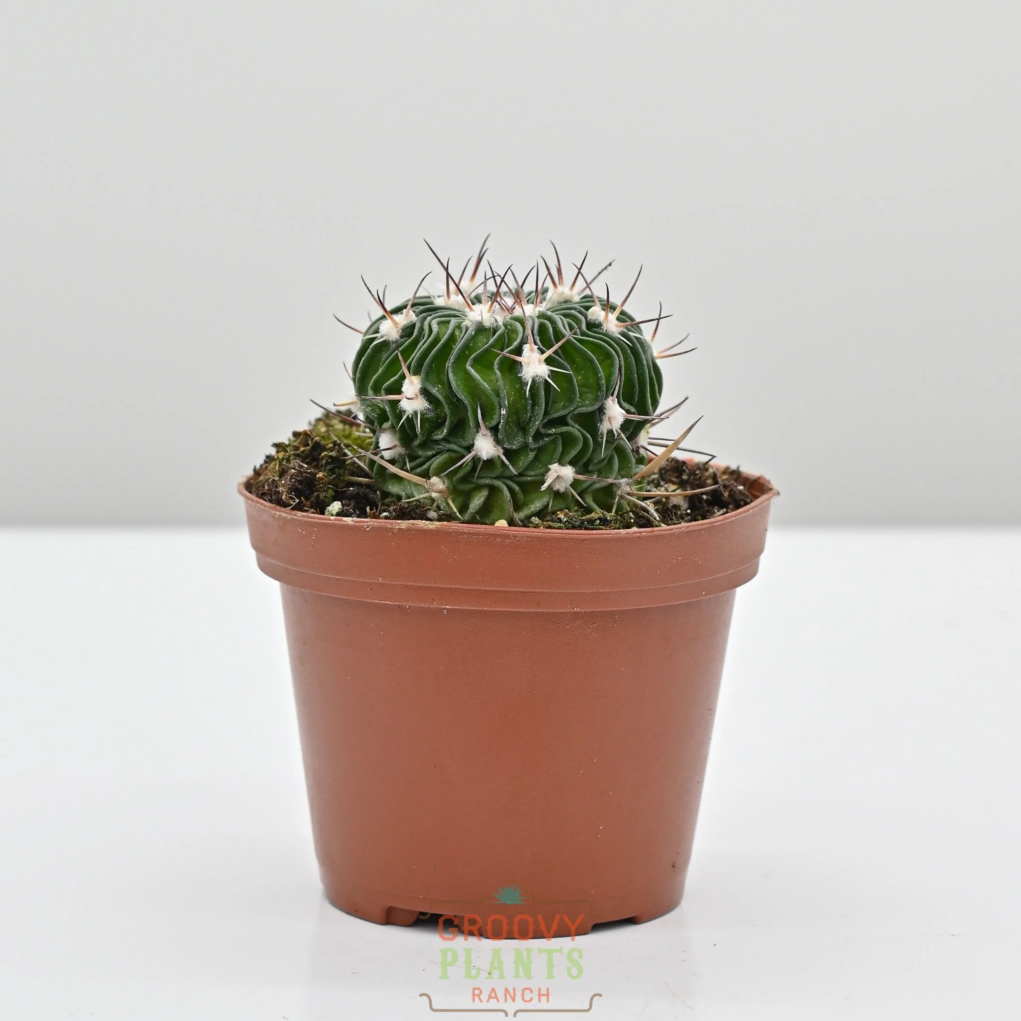 Brain Cactus | Stenocactus Multicostatus - Image 2