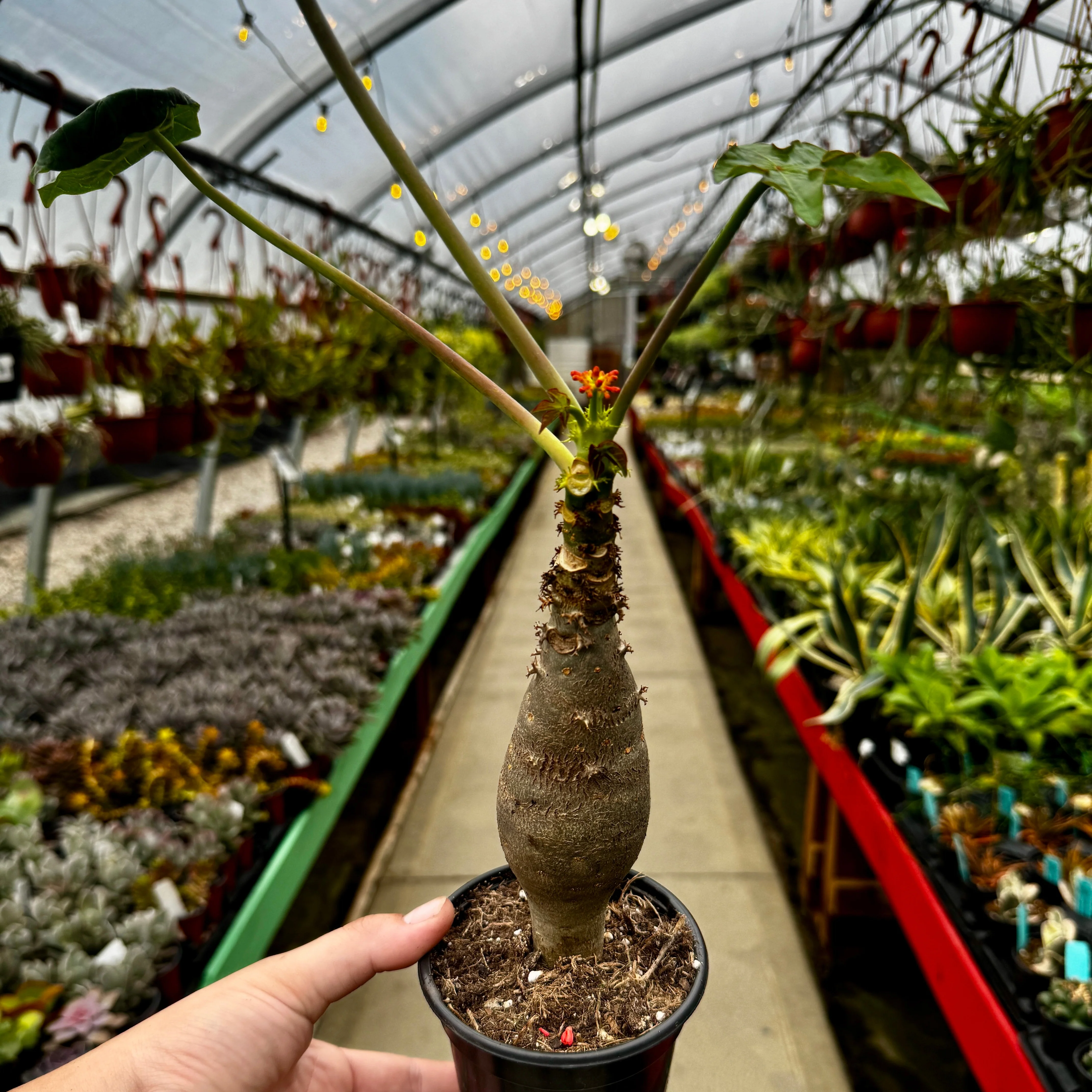 Buddha Belly | Jatropha podagrica - Image 3