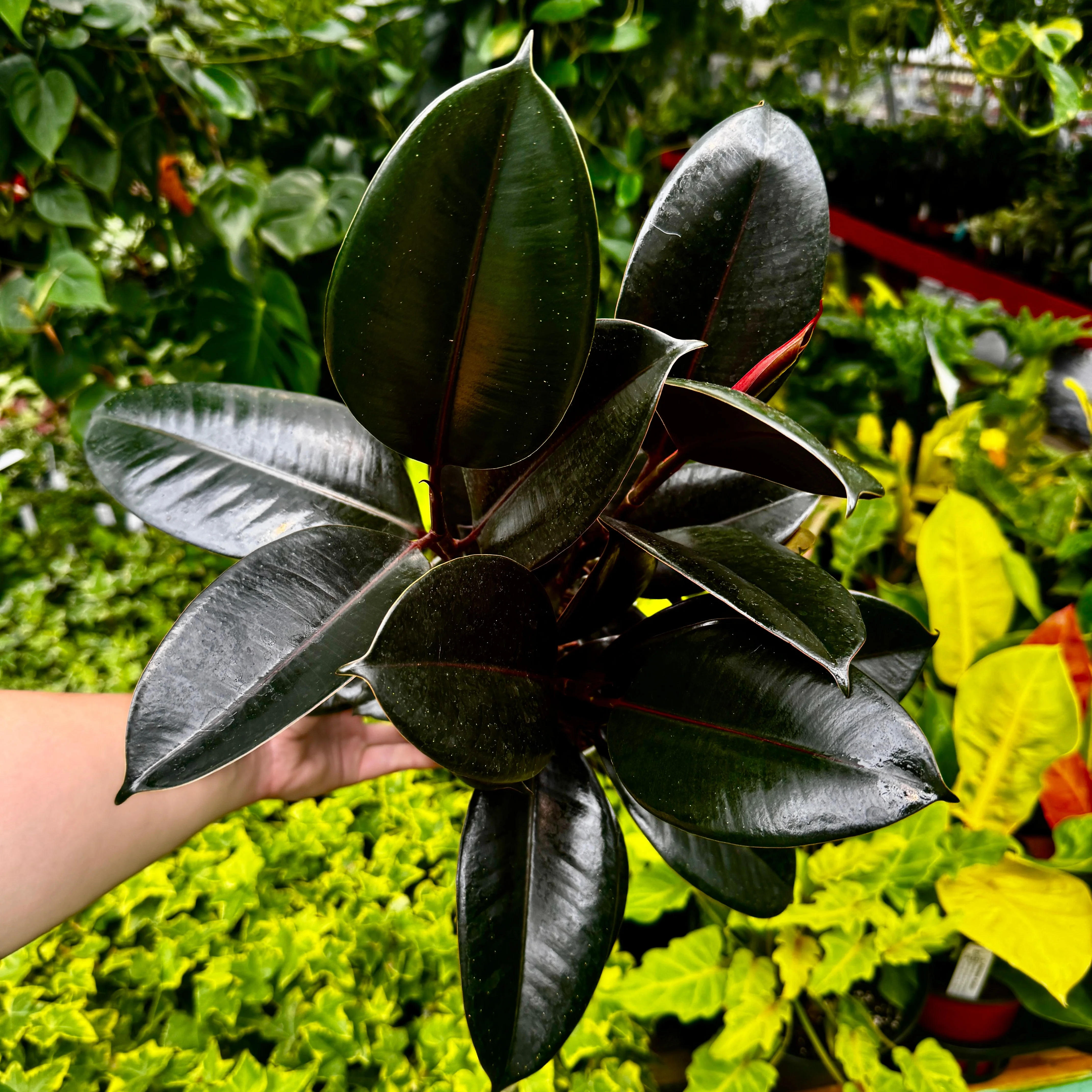 Burgundy Rubber Tree | Ficus Elastica 'Burgundy'