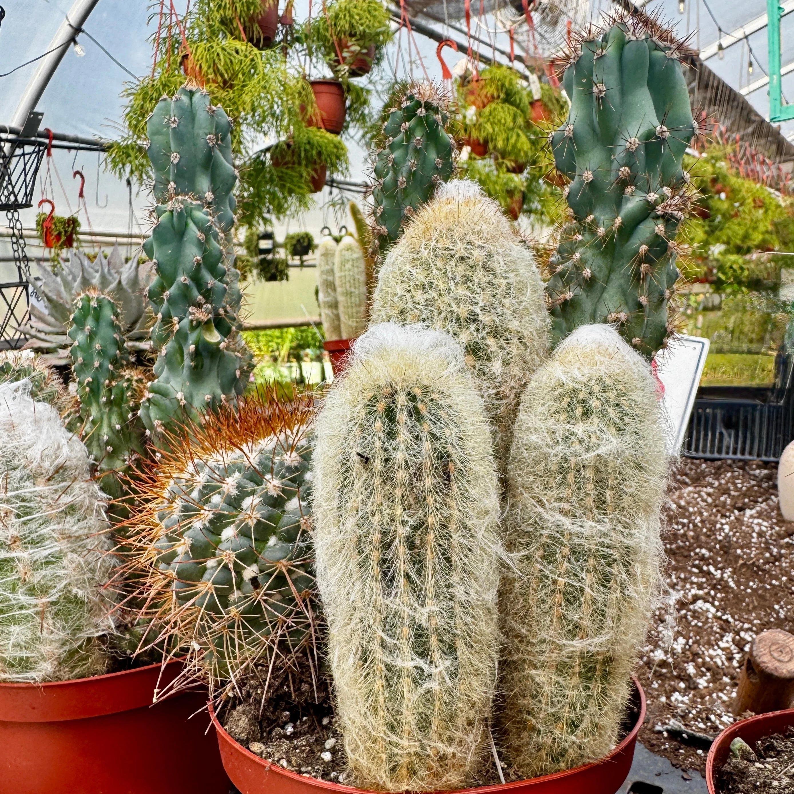 Cacti Combo - Image 2