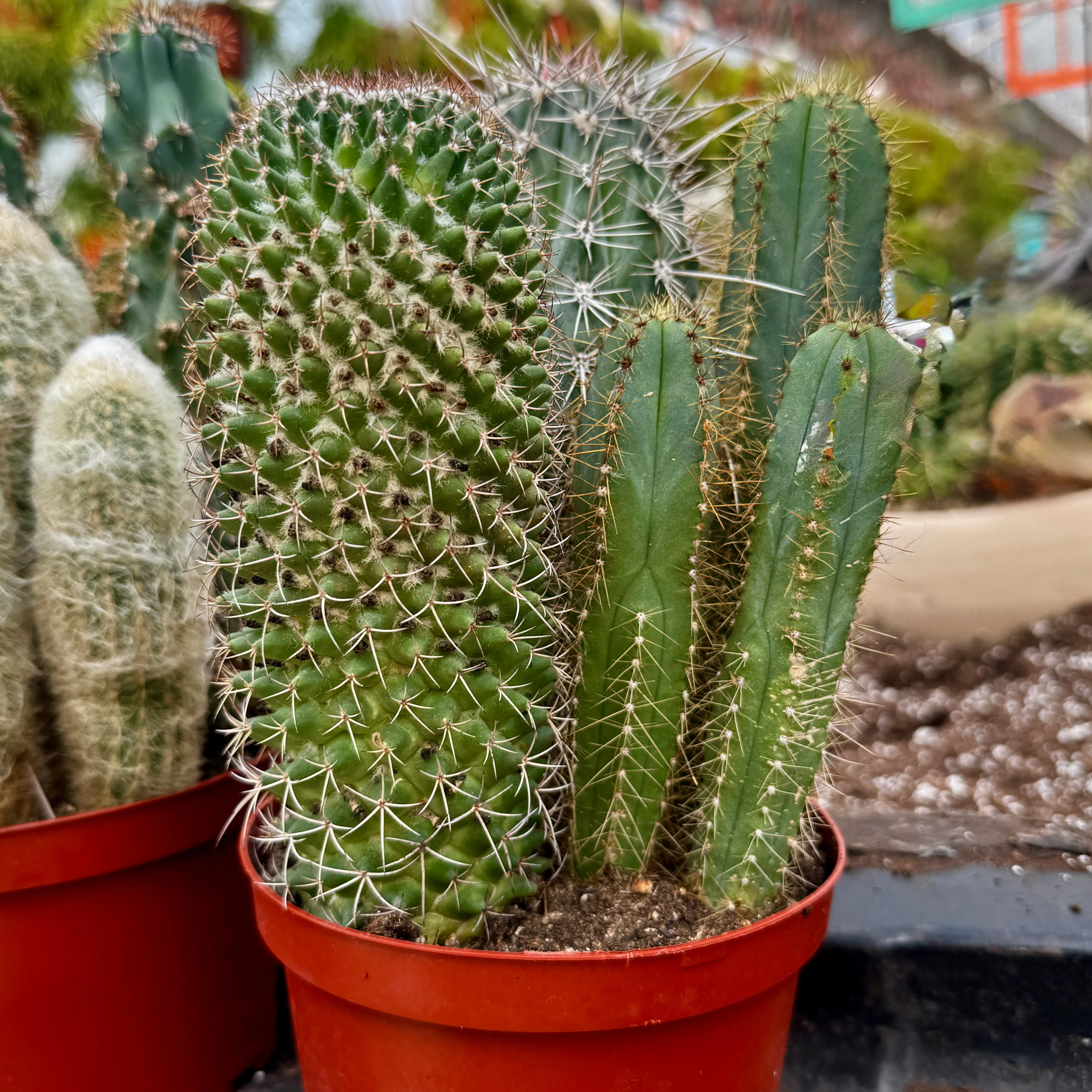 Cacti Combo - Image 3