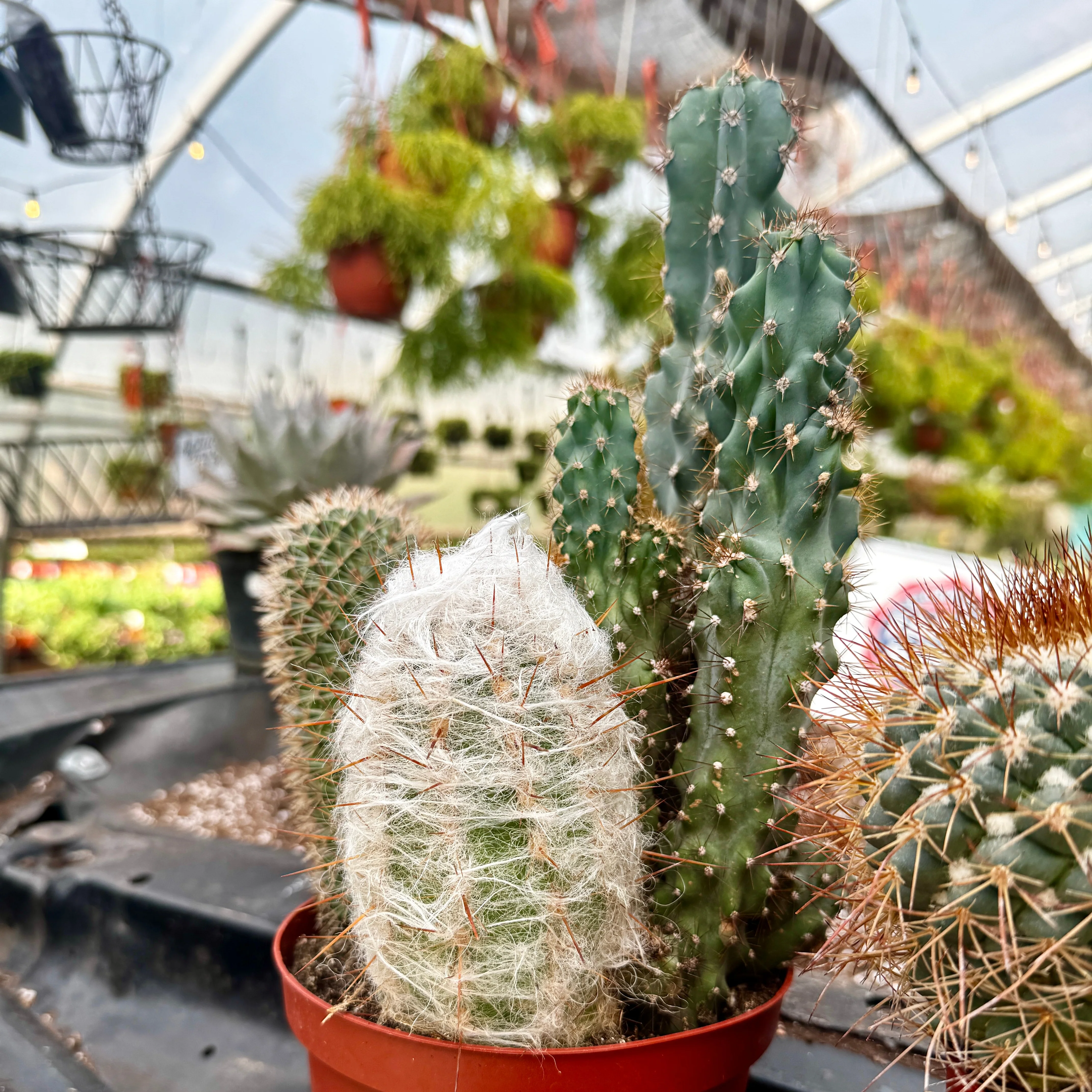 Cacti Combo - Image 4