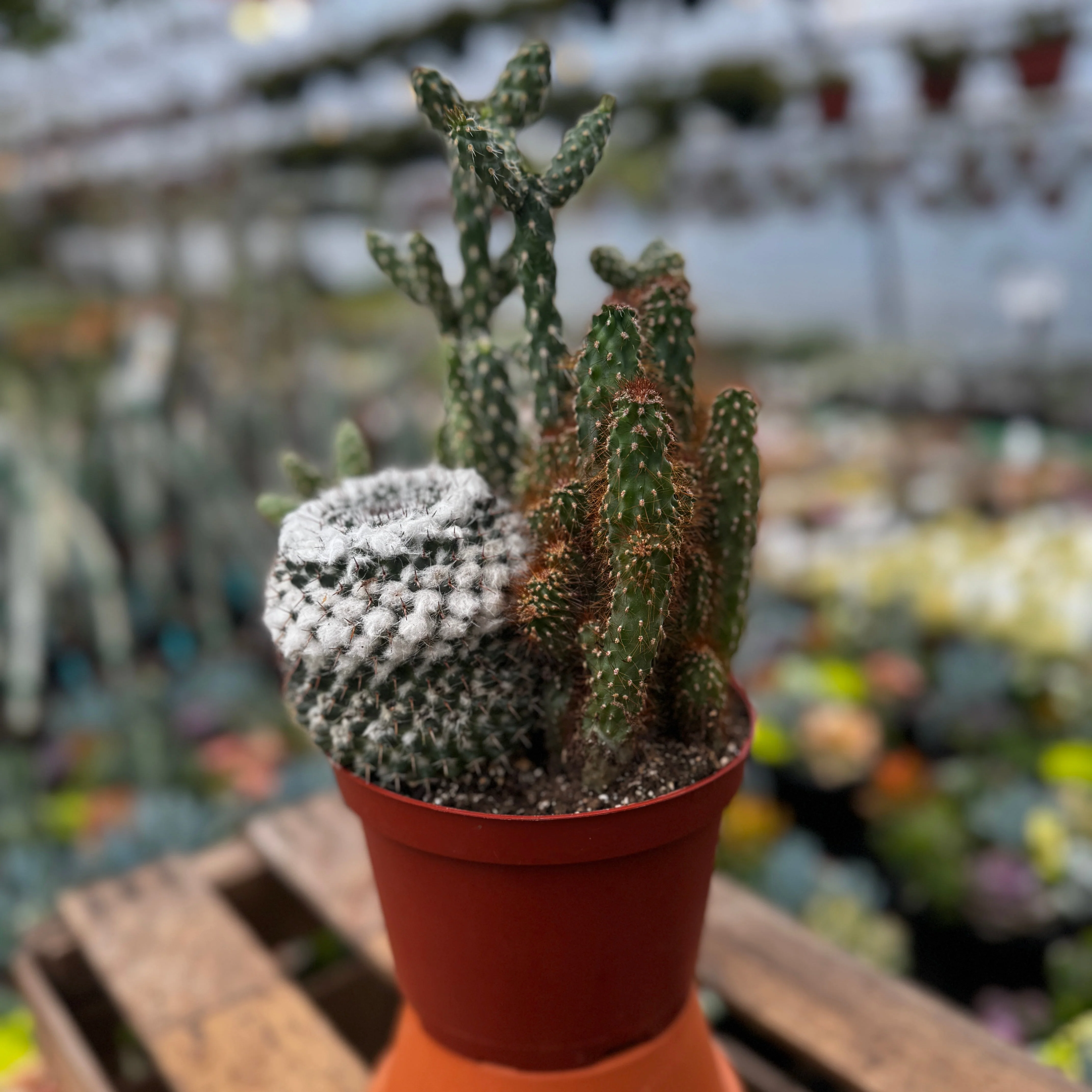 Cacti Combo - Image 5