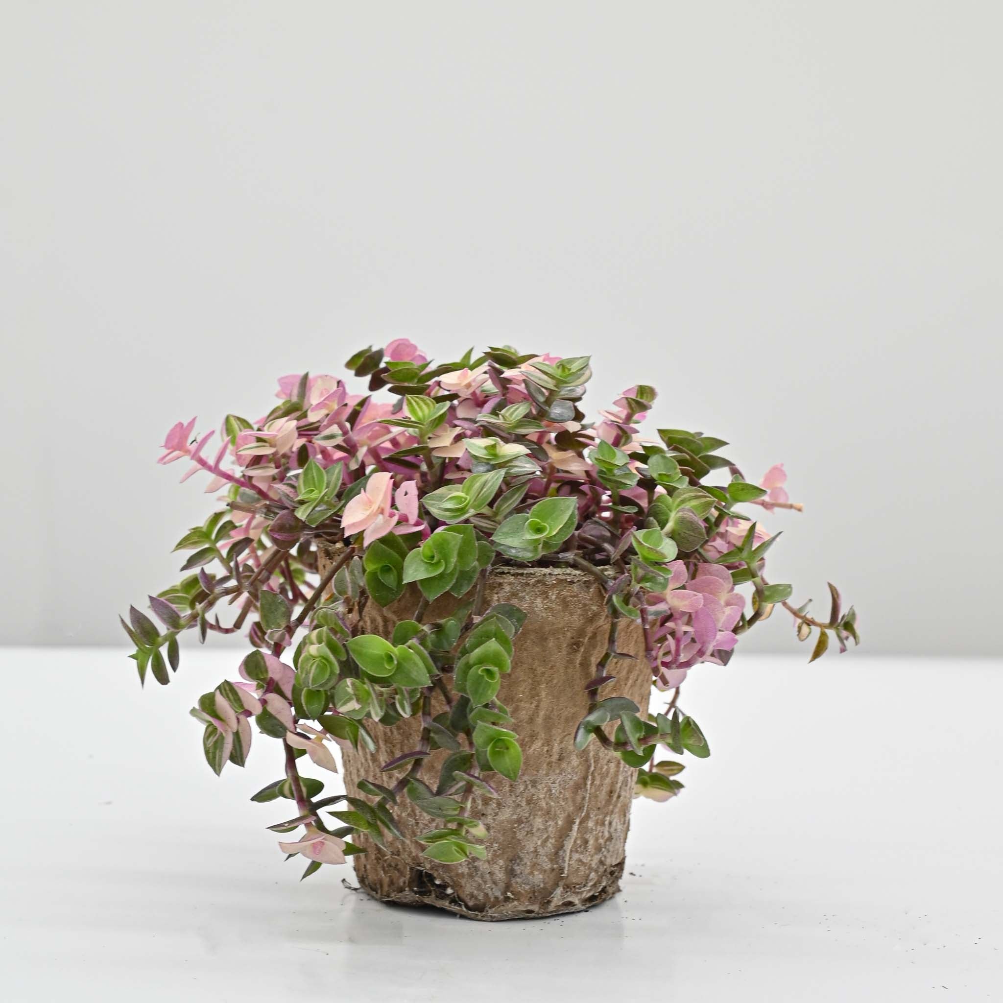 Callisia Pink Bubbles | Callisia repens 'Bianca' - Image 2