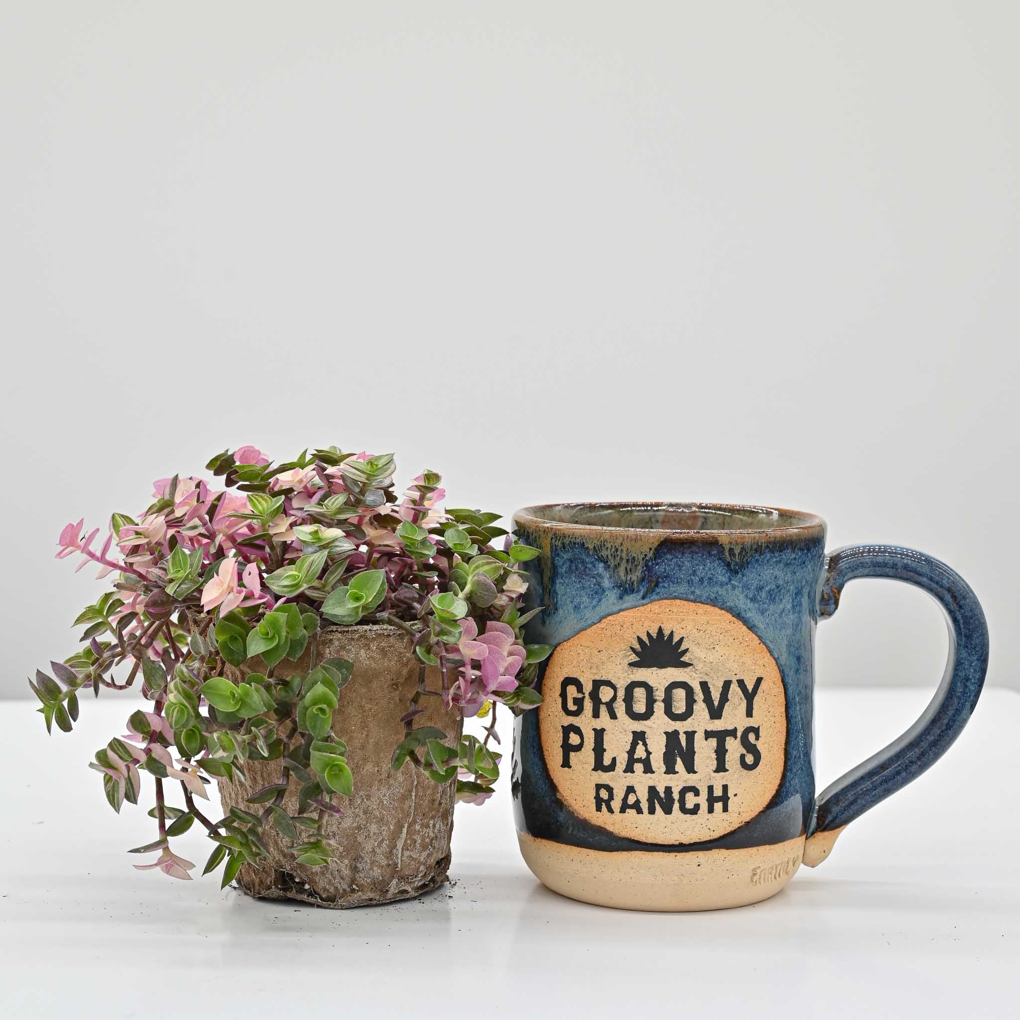 Callisia Pink Bubbles | Callisia repens 'Bianca' - Image 3