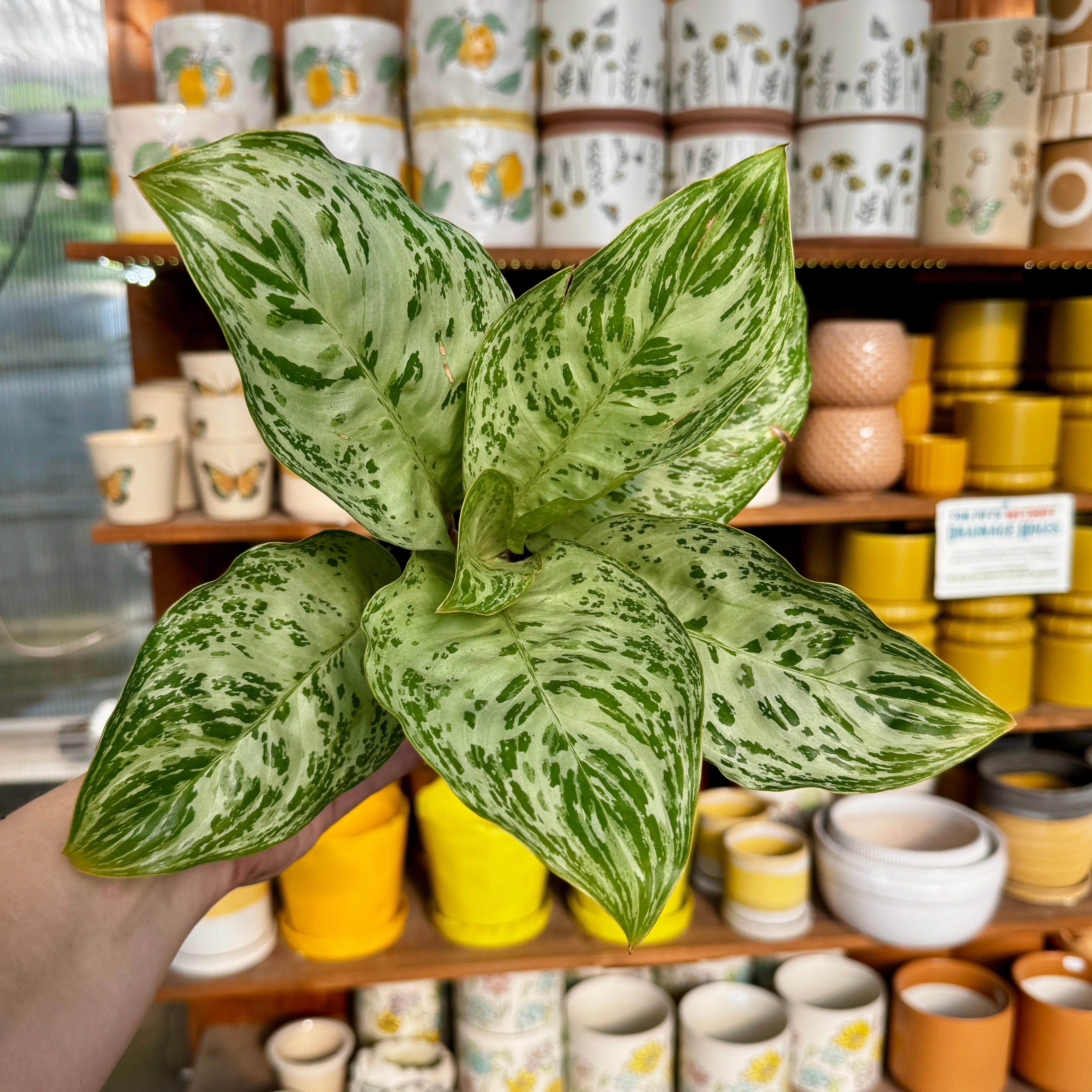 Chinese Evergreen | Aglaonema 'Donatello'