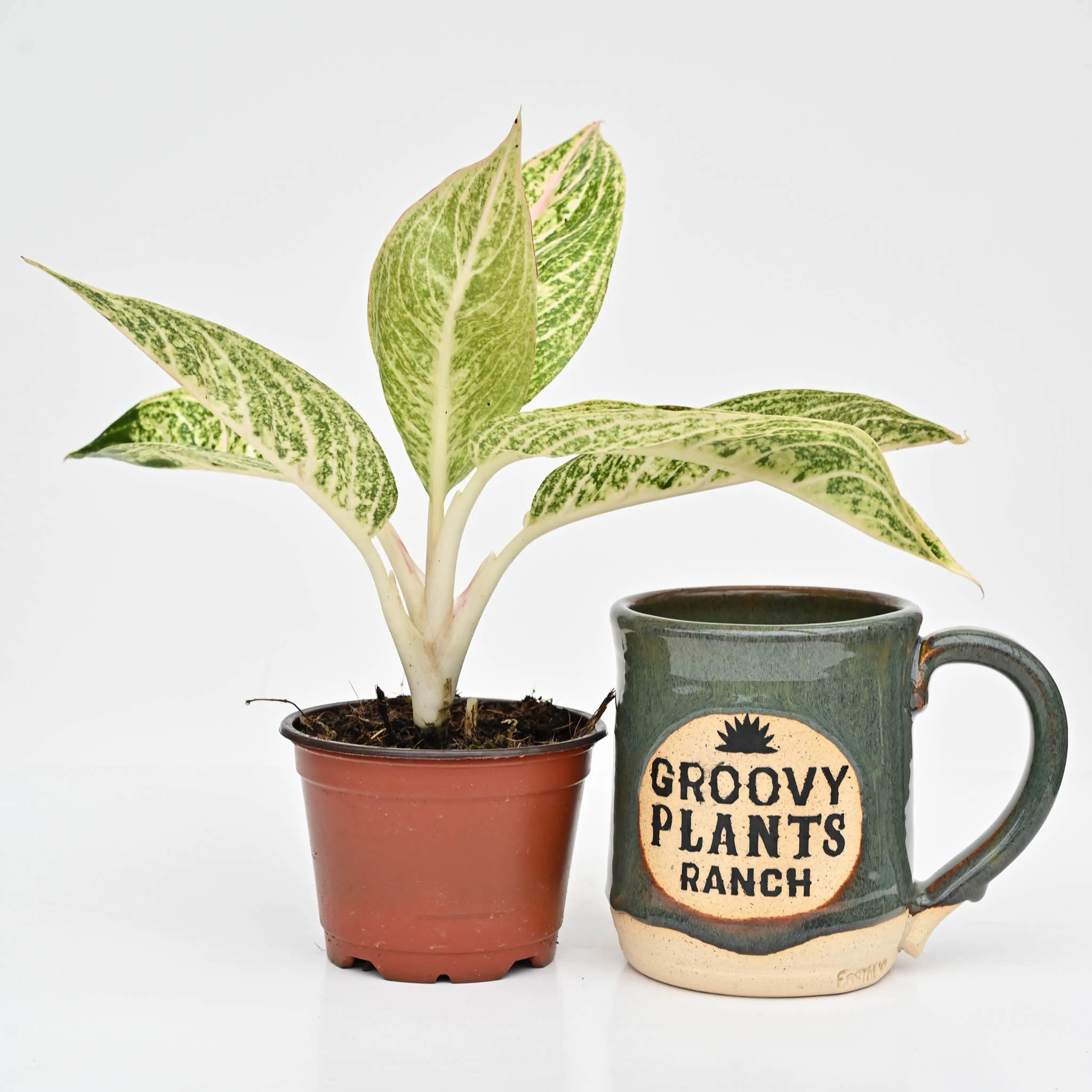 Chinese Evergreen | Aglaonema 'Legacy' - Image 3