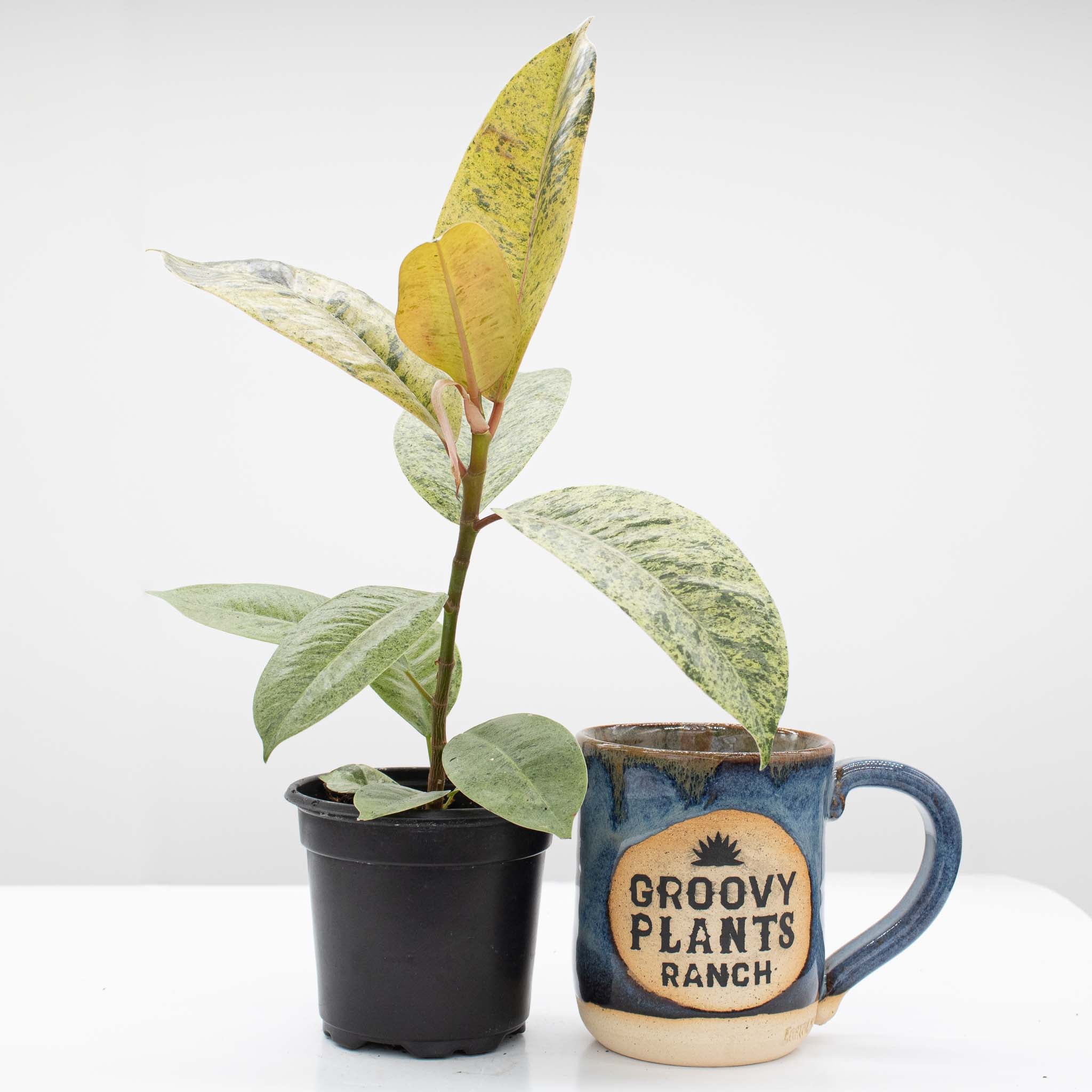 Rubber Tree | Ficus 'Shivereana' - Image 2
