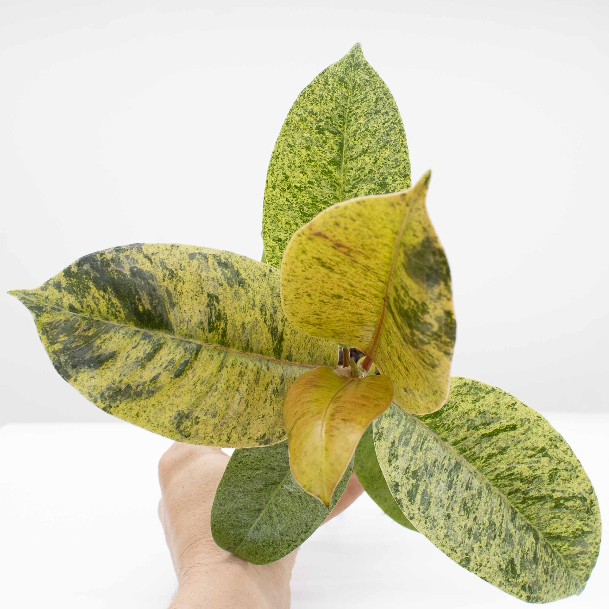 Rubber Tree | Ficus 'Shivereana' - Image 3