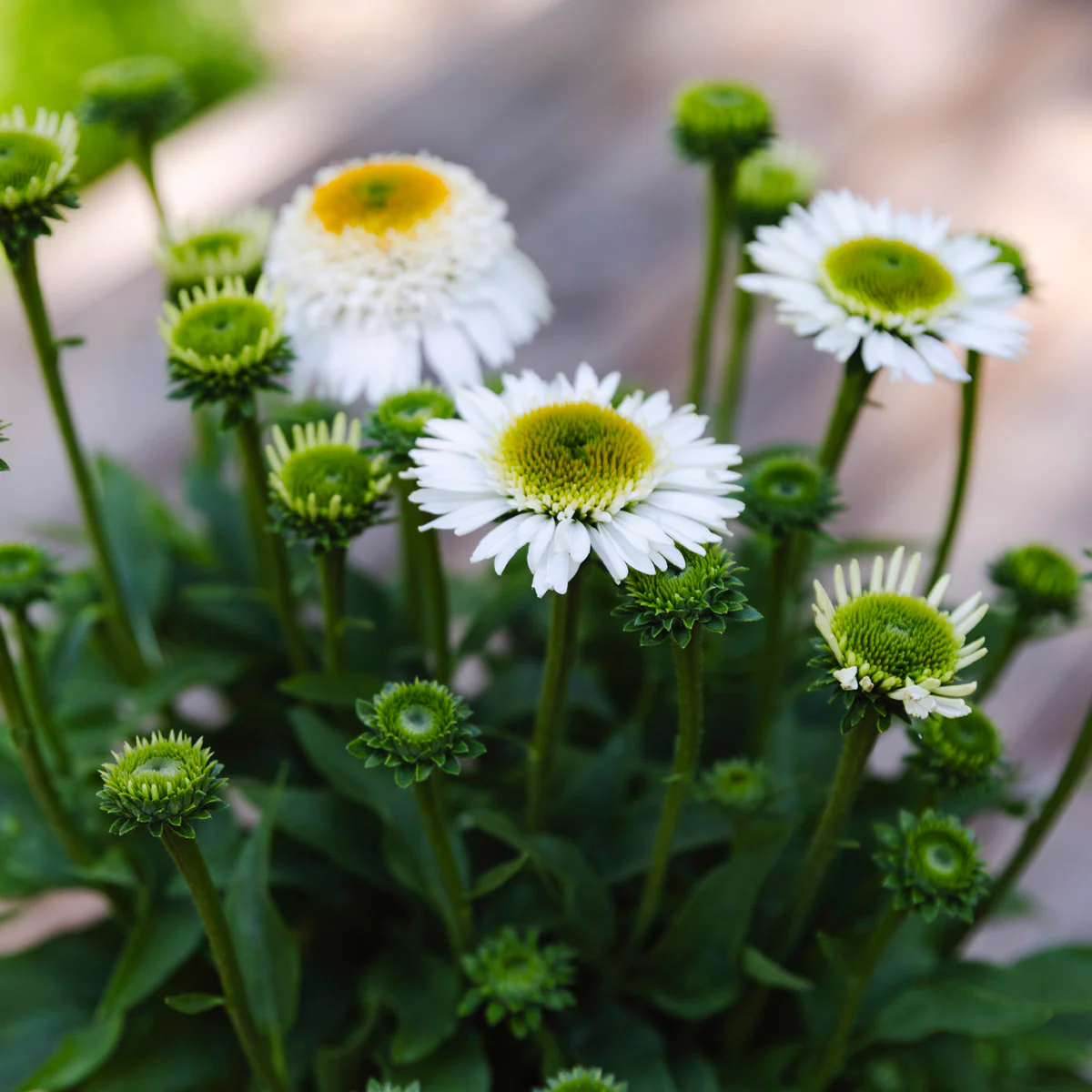 Coneflower | Echinacea SunMagic® Double White - Image 2