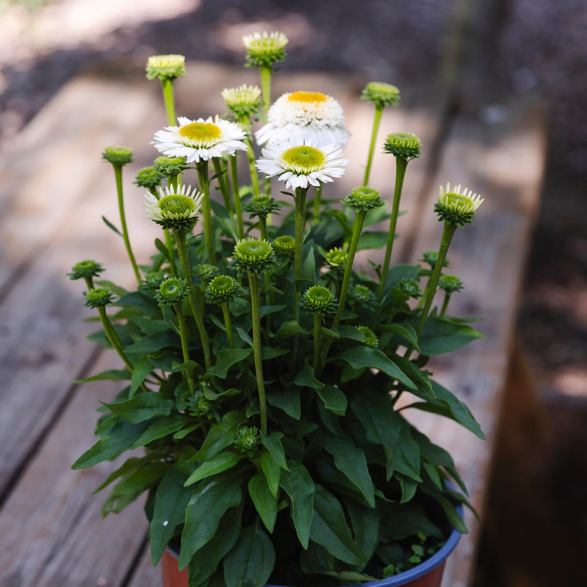 Coneflower | Echinacea SunMagic® Double White - Image 3