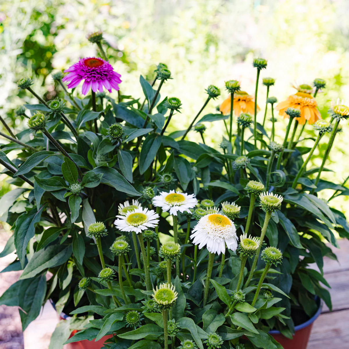 Coneflower | Echinacea SunMagic® Double White - Image 4