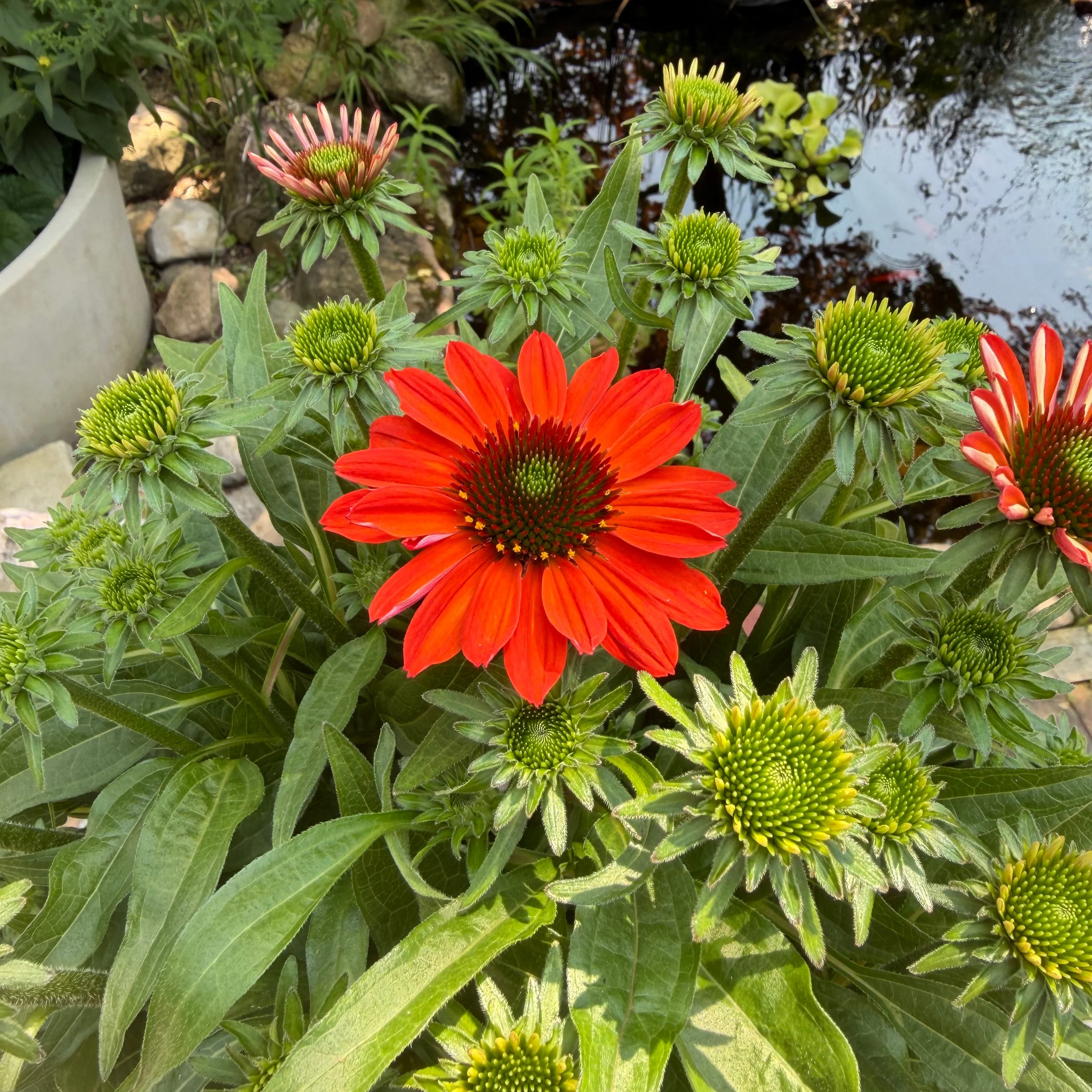 Coneflower | Echinacea SunMagic® Vintage Electric Orange - Image 2