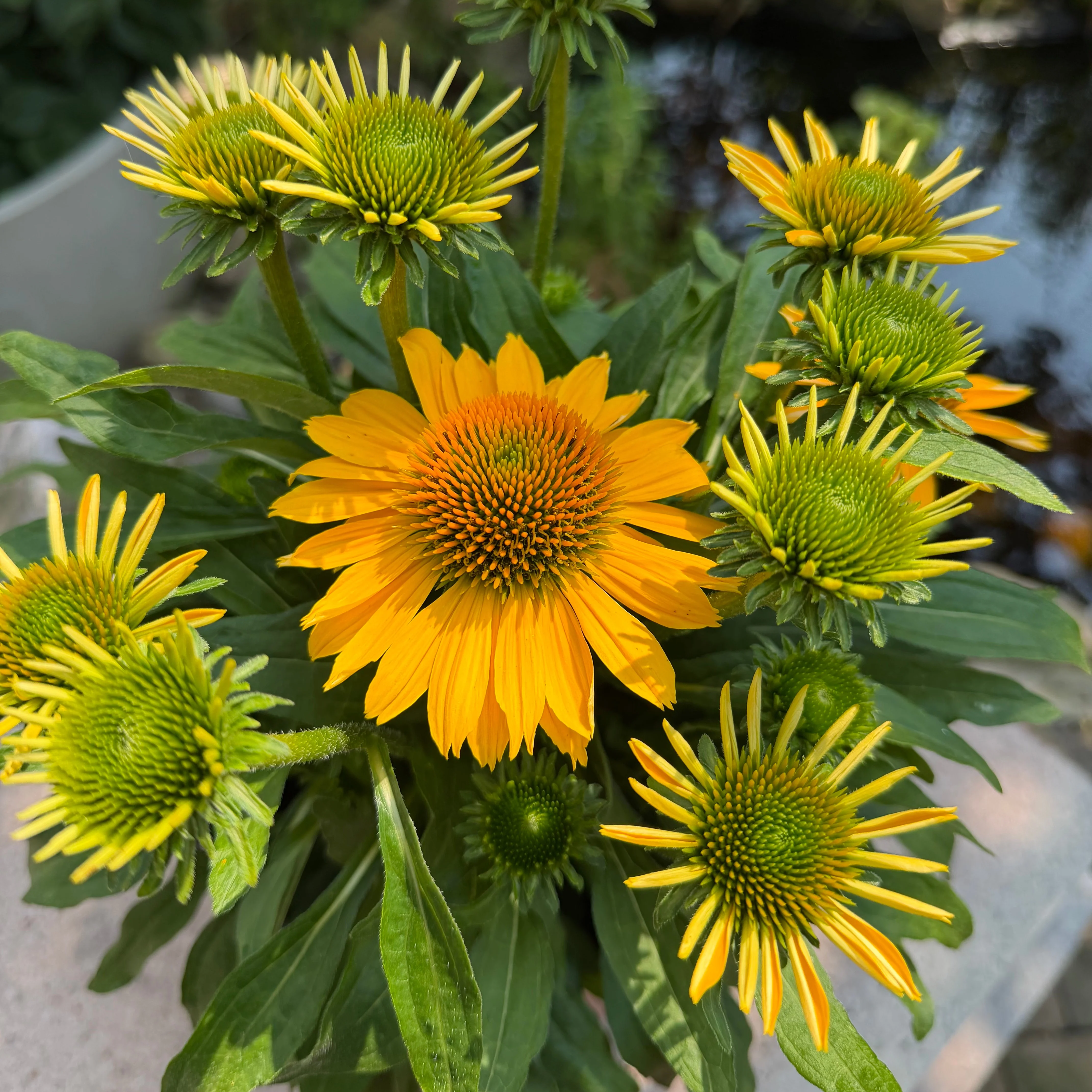 Coneflower | Echinacea SunMagic® Vintage Mango - Image 2