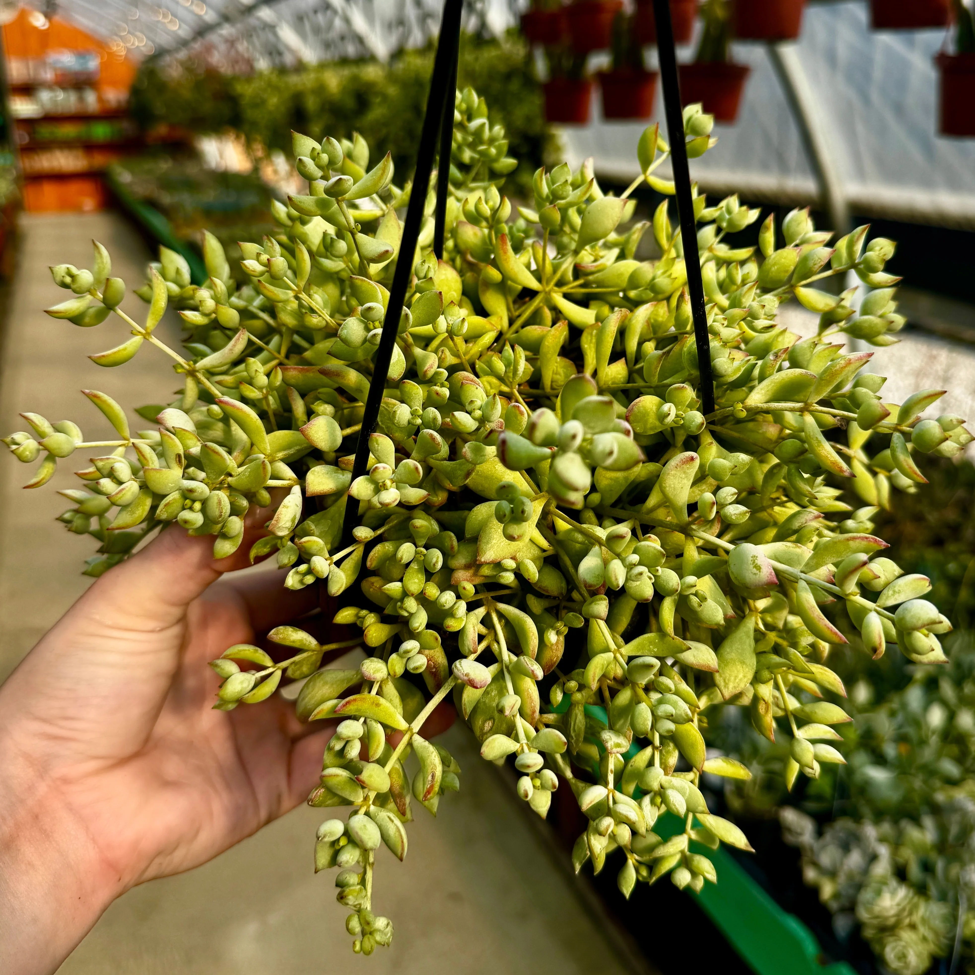 Plants