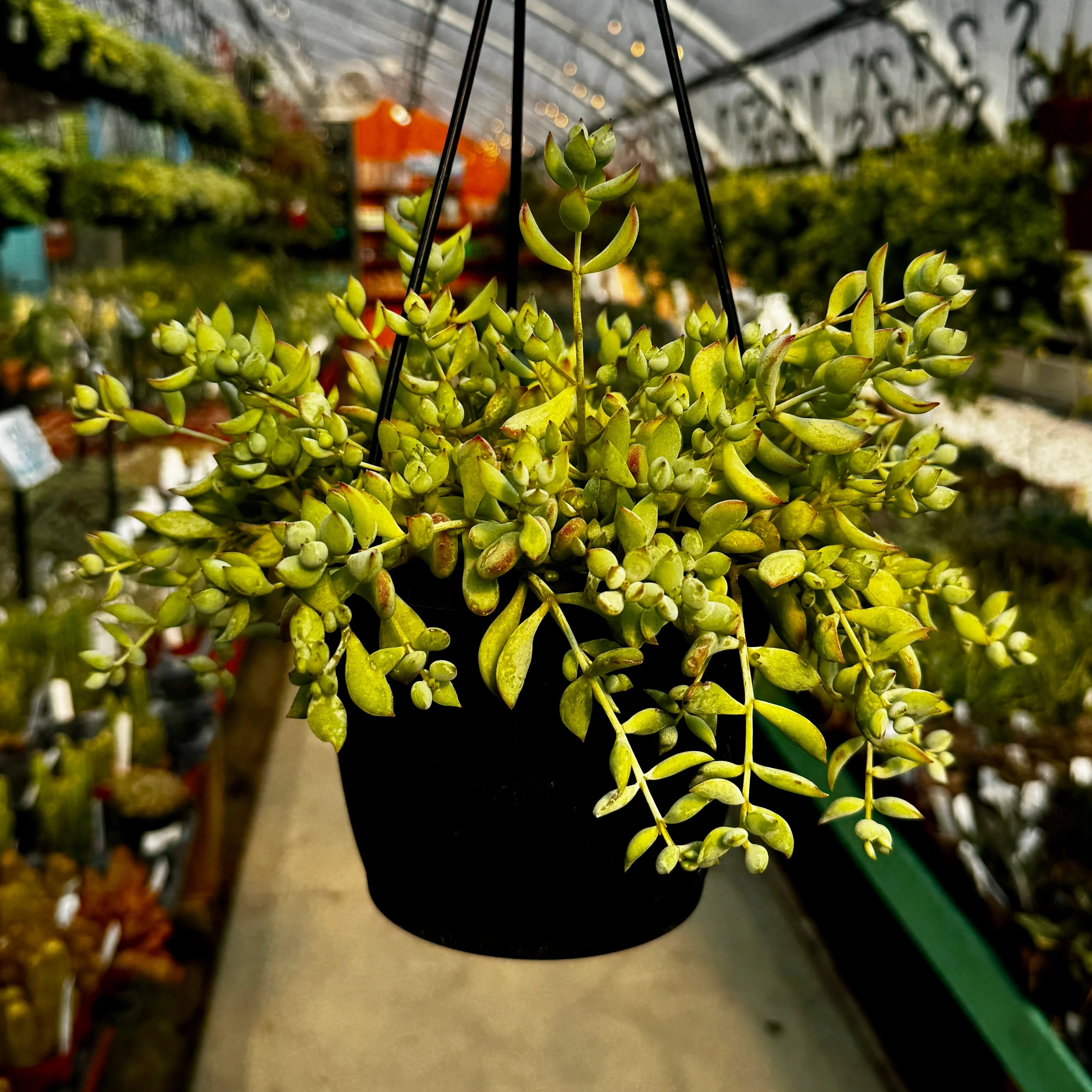 Cliff Cotyledon | Cotelydon Pendens - Image 2