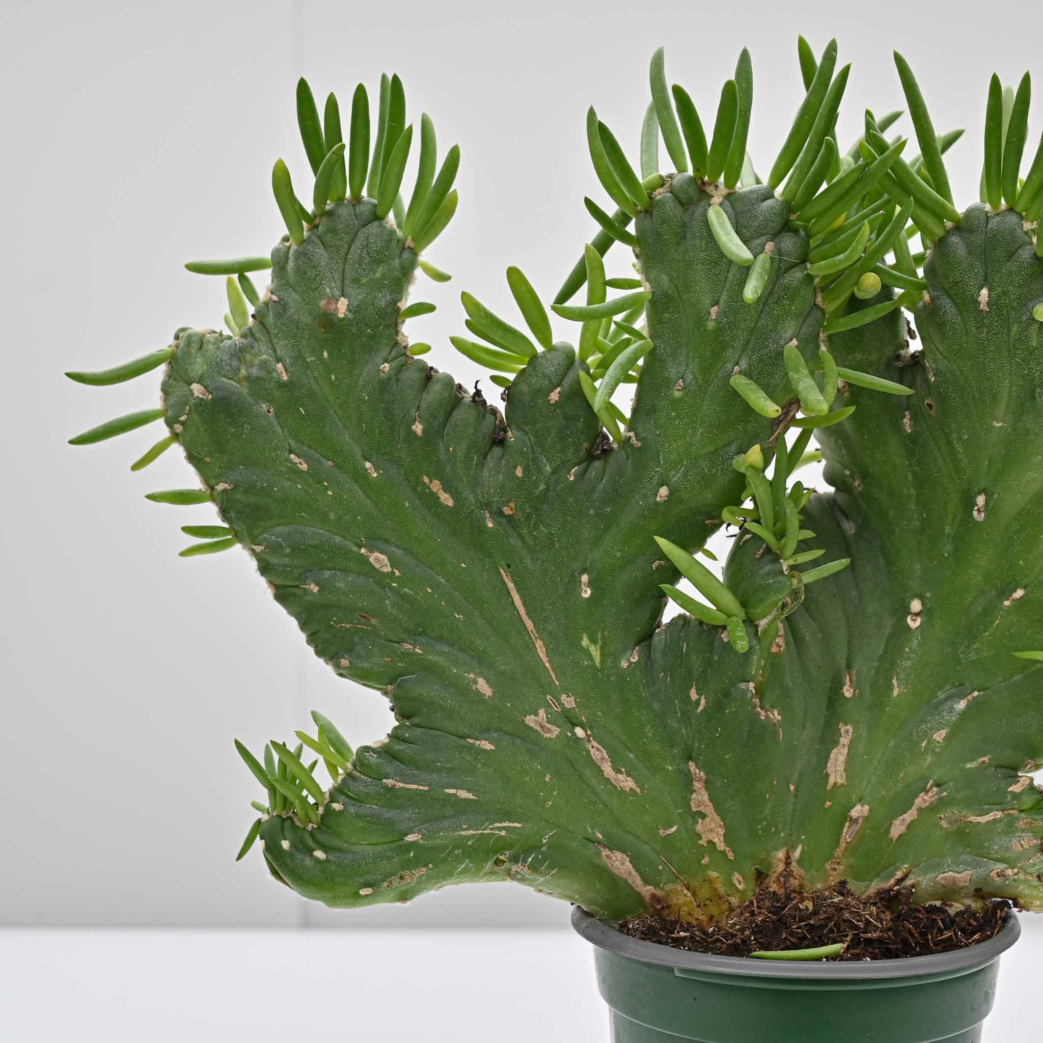 Crested Eve's Needle | Opuntia Subulata 'Crested' - Image 3