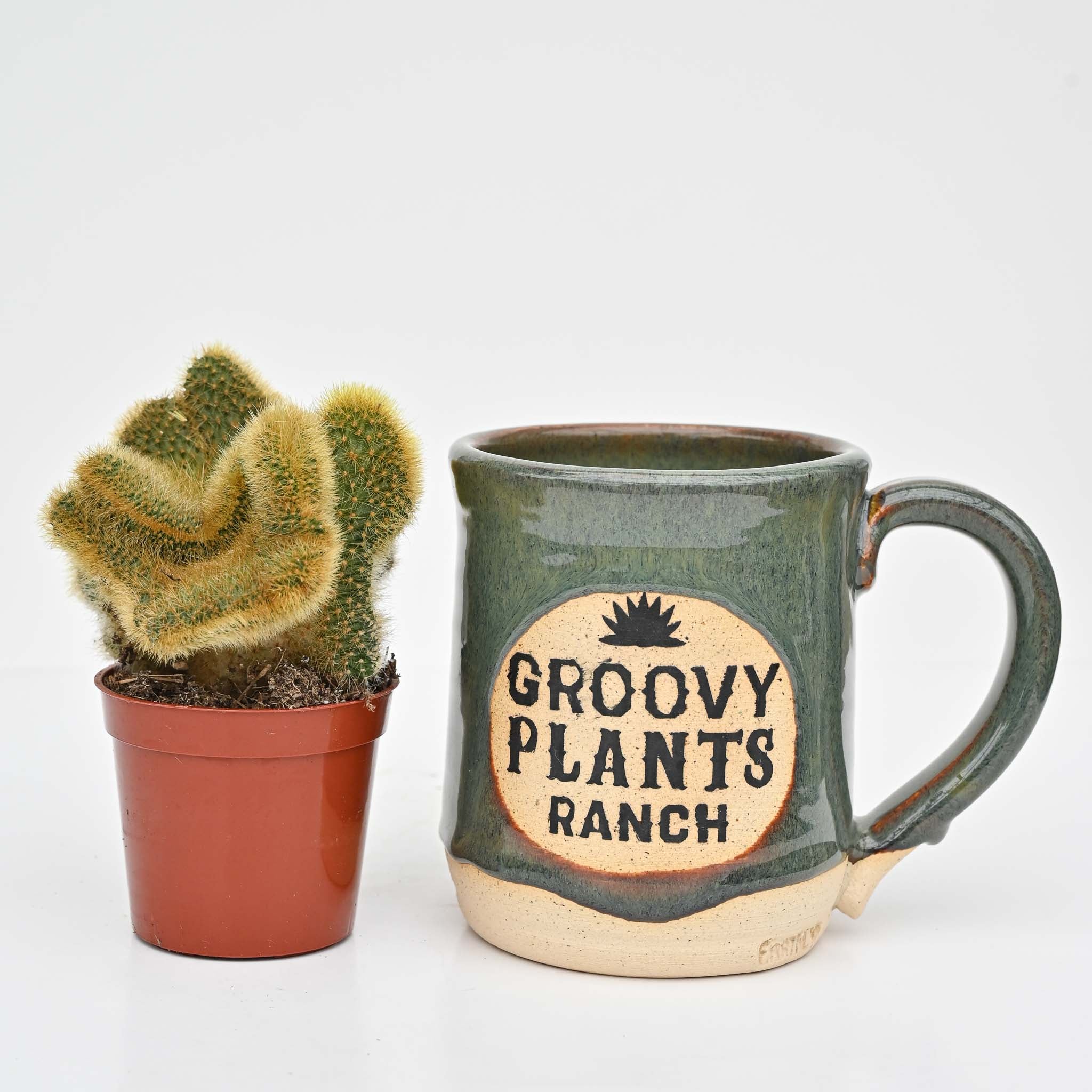Crested Golden Rat Tail Cactus | Cleistocactus winteri f. cristata - Image 2