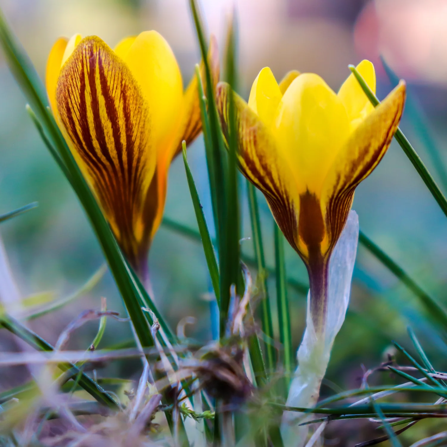 Crocus 'Early Gold' | Dwarf Snow Crocus