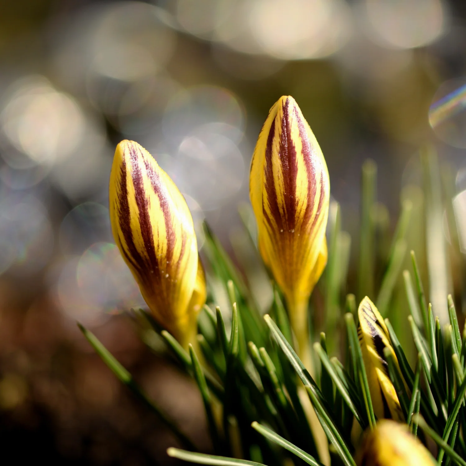 Crocus 'Early Gold' | Dwarf Snow Crocus - Image 2