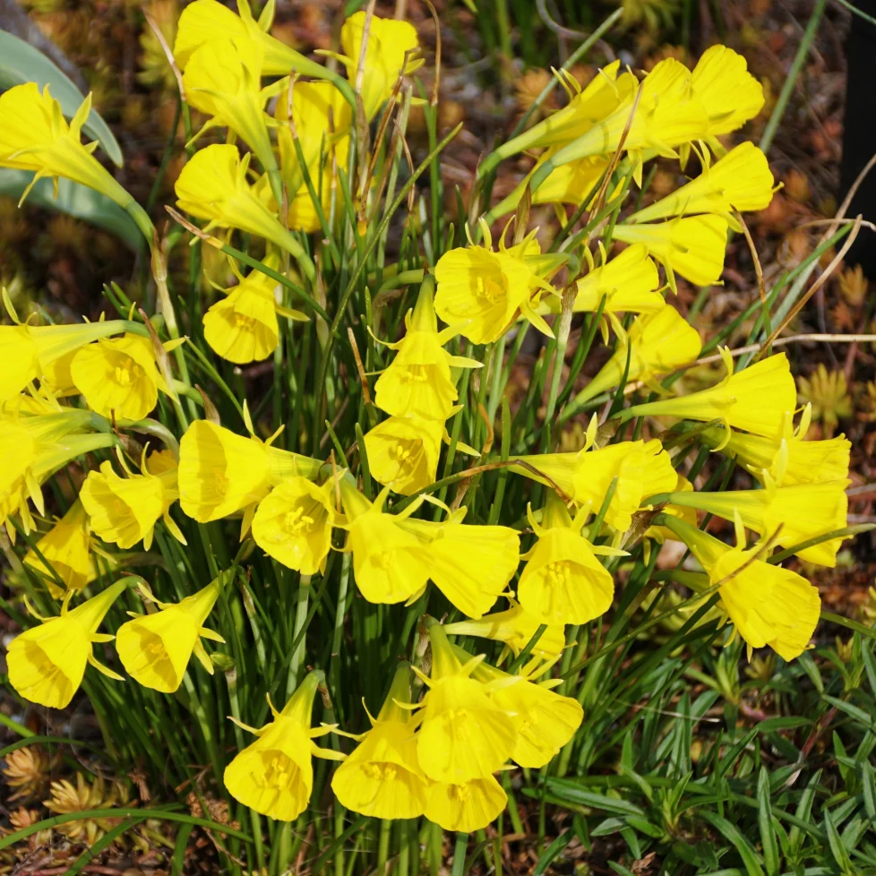 Daffodil 'Golden Bells' | Narcissus bulbocodium 'Golden Bells' - Image 2