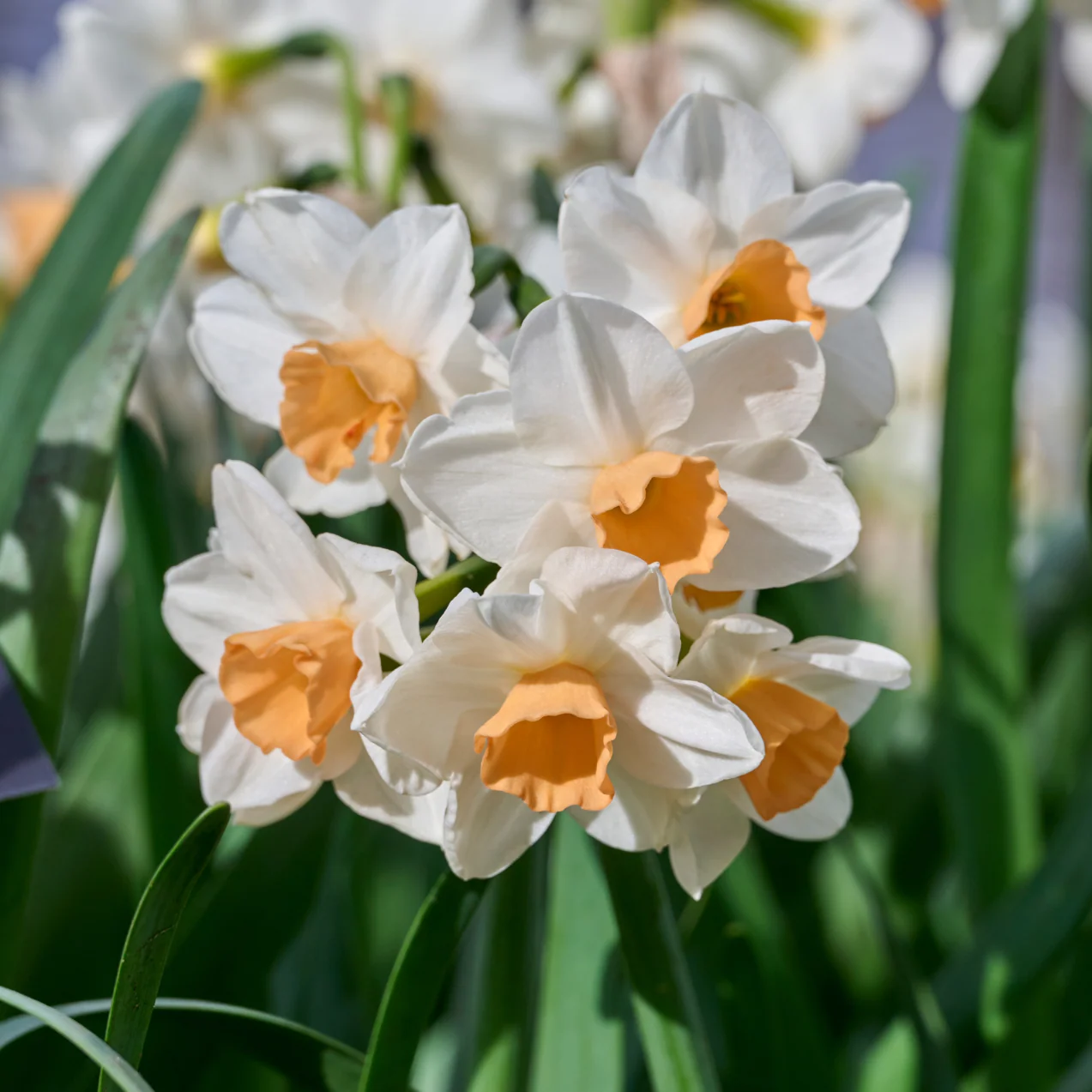 Daffodil 'Kapiti Peach' | Narcissus tazetta