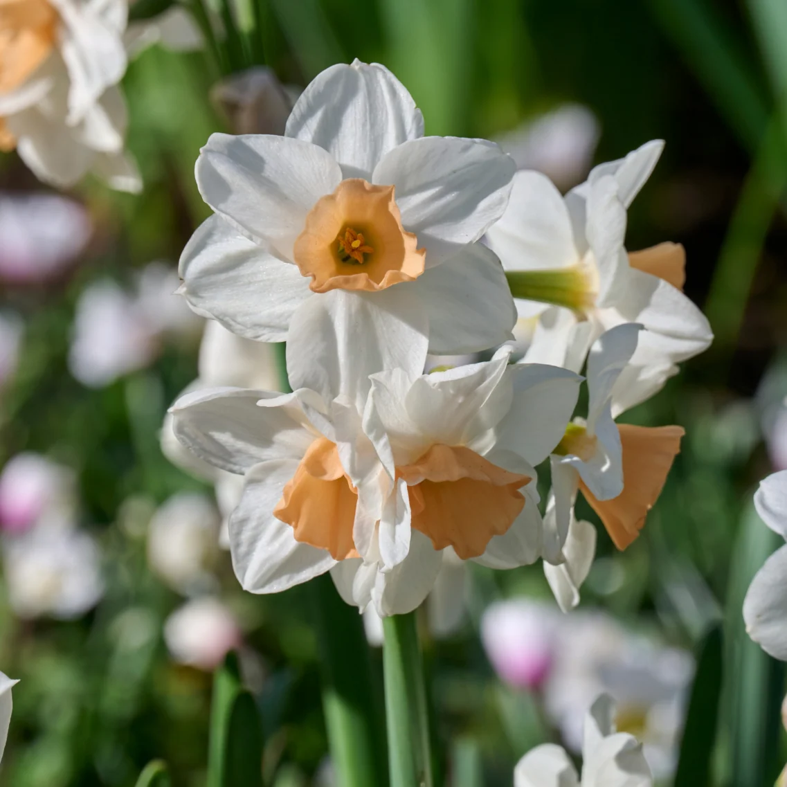 Daffodil 'Kapiti Peach' | Narcissus tazetta - Image 2