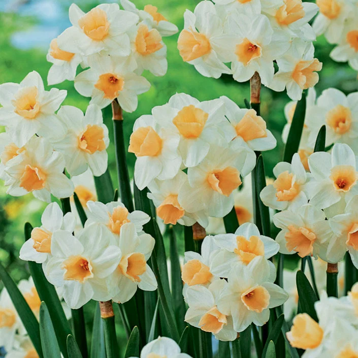 Daffodil 'Kapiti Peach' | Narcissus tazetta - Image 3