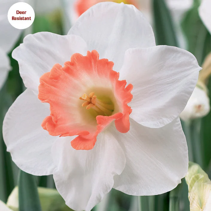 Daffodil 'Pink Charm' - Image 2