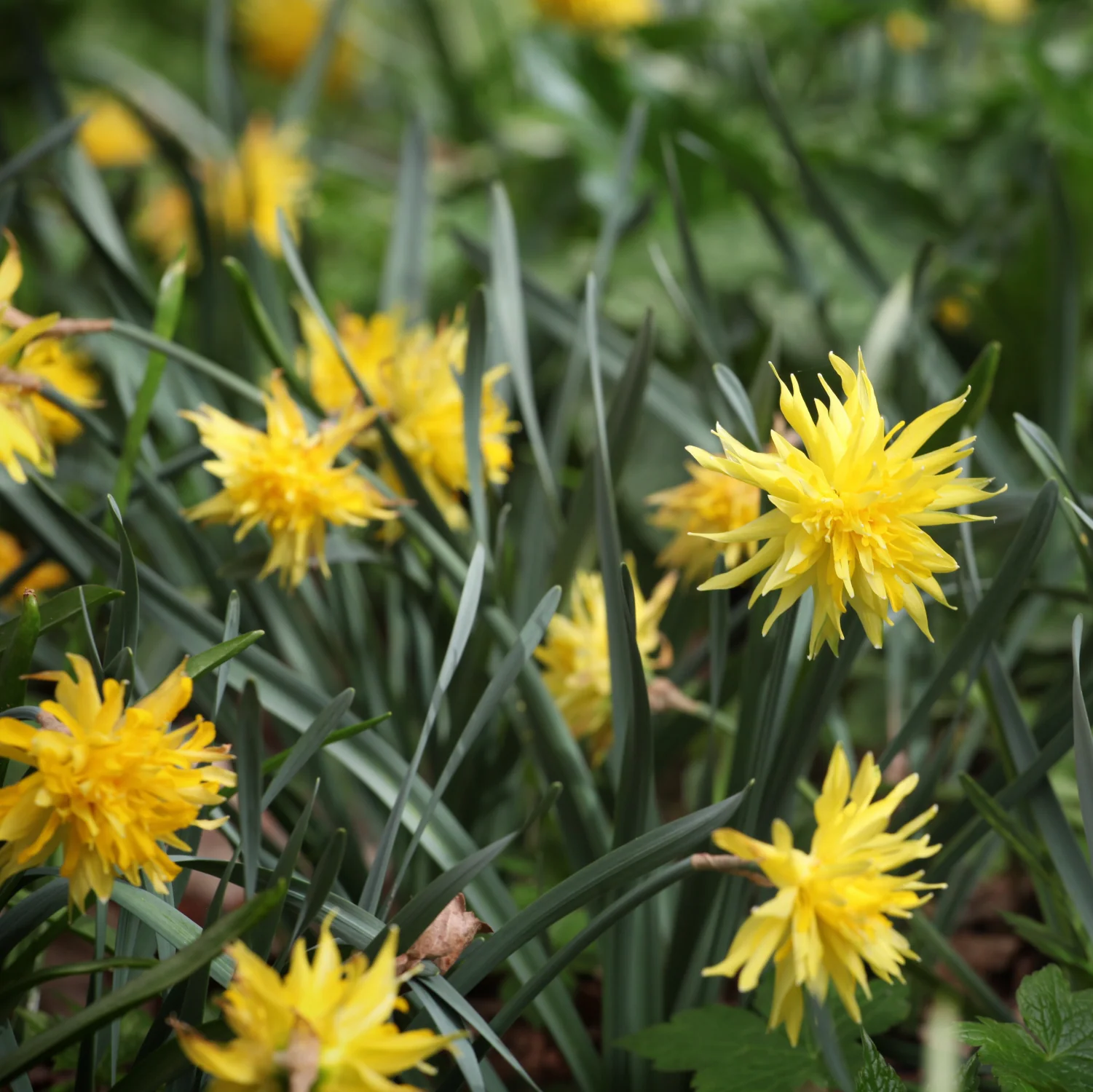 Daffodil 'Rip Van Winkle' - Image 2
