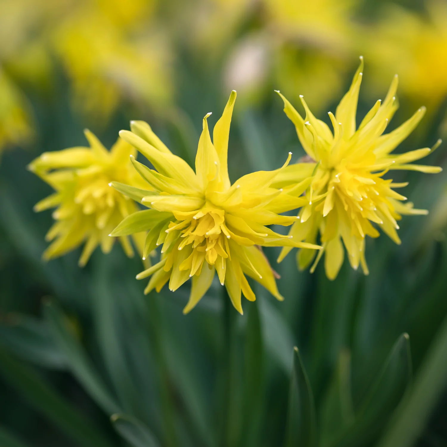 Daffodil 'Rip Van Winkle' - Image 3