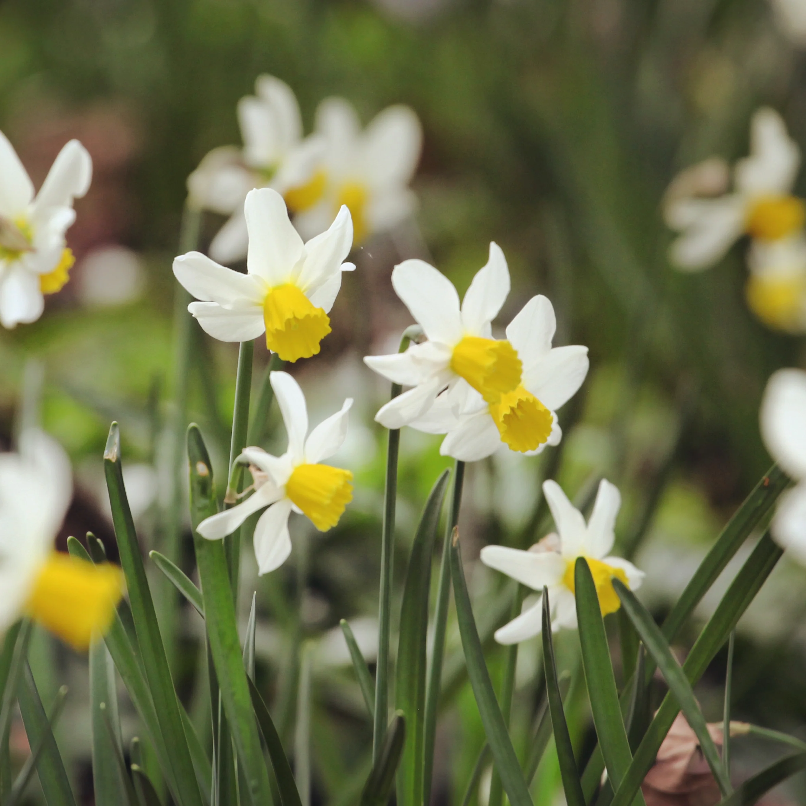 Daffodil 'Snipe'